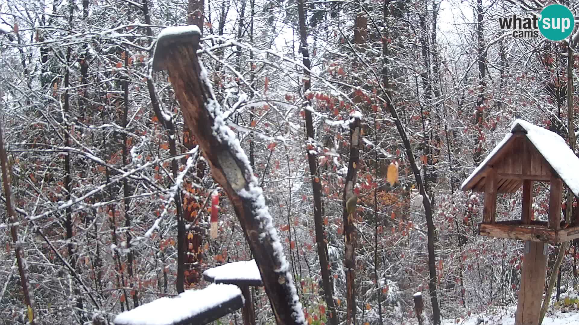 Krmilnice za ptiče v ZOO Ljubljana spletna kamera
