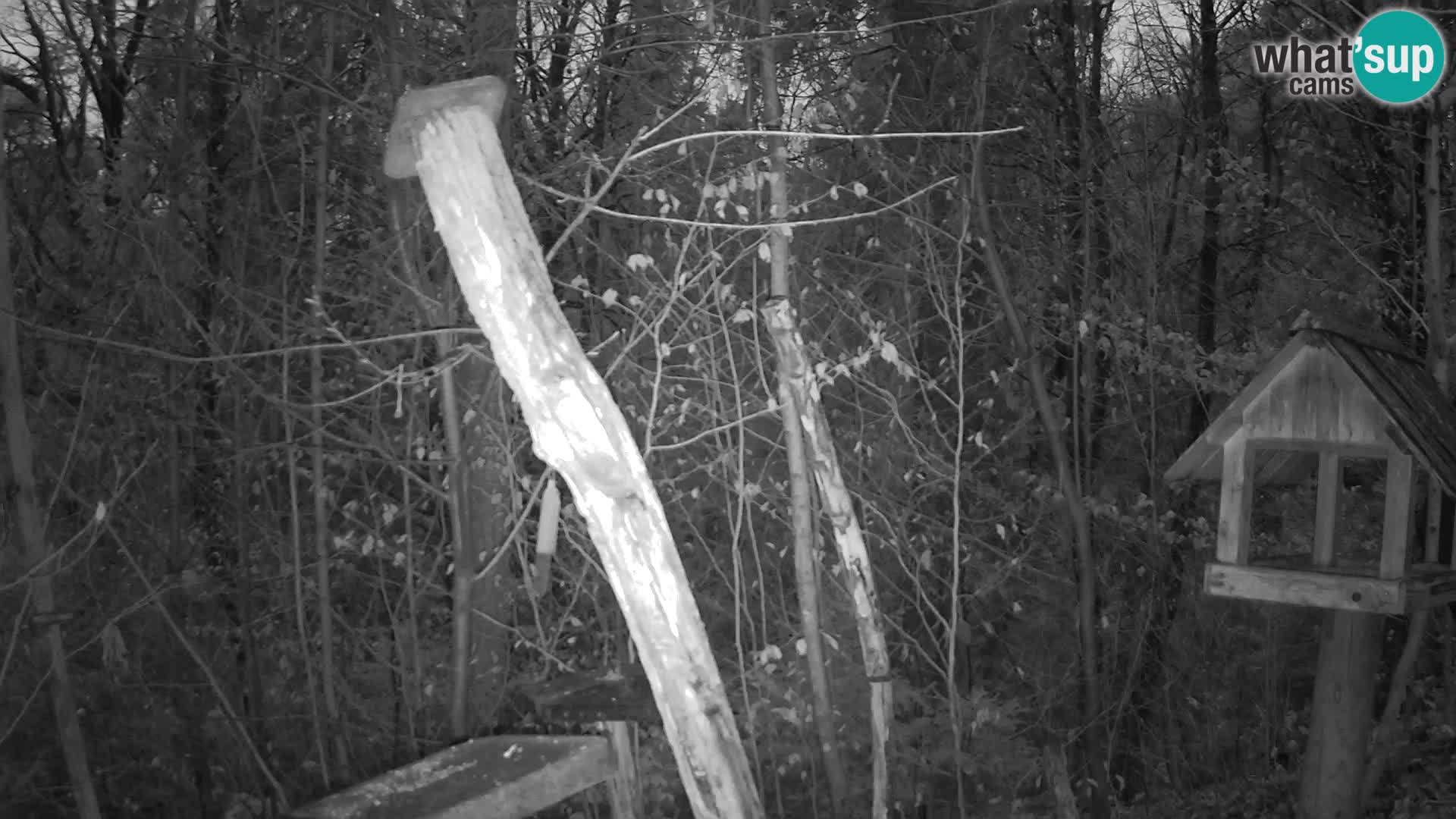 Comederos para pájaros en ZOO Ljubljana camera en vivo