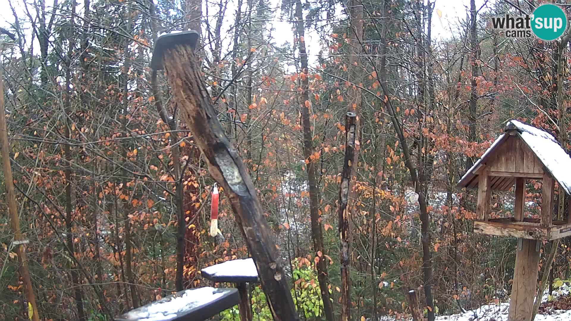 Mangiatoie per uccelli allo ZOO di Lubiana livecam