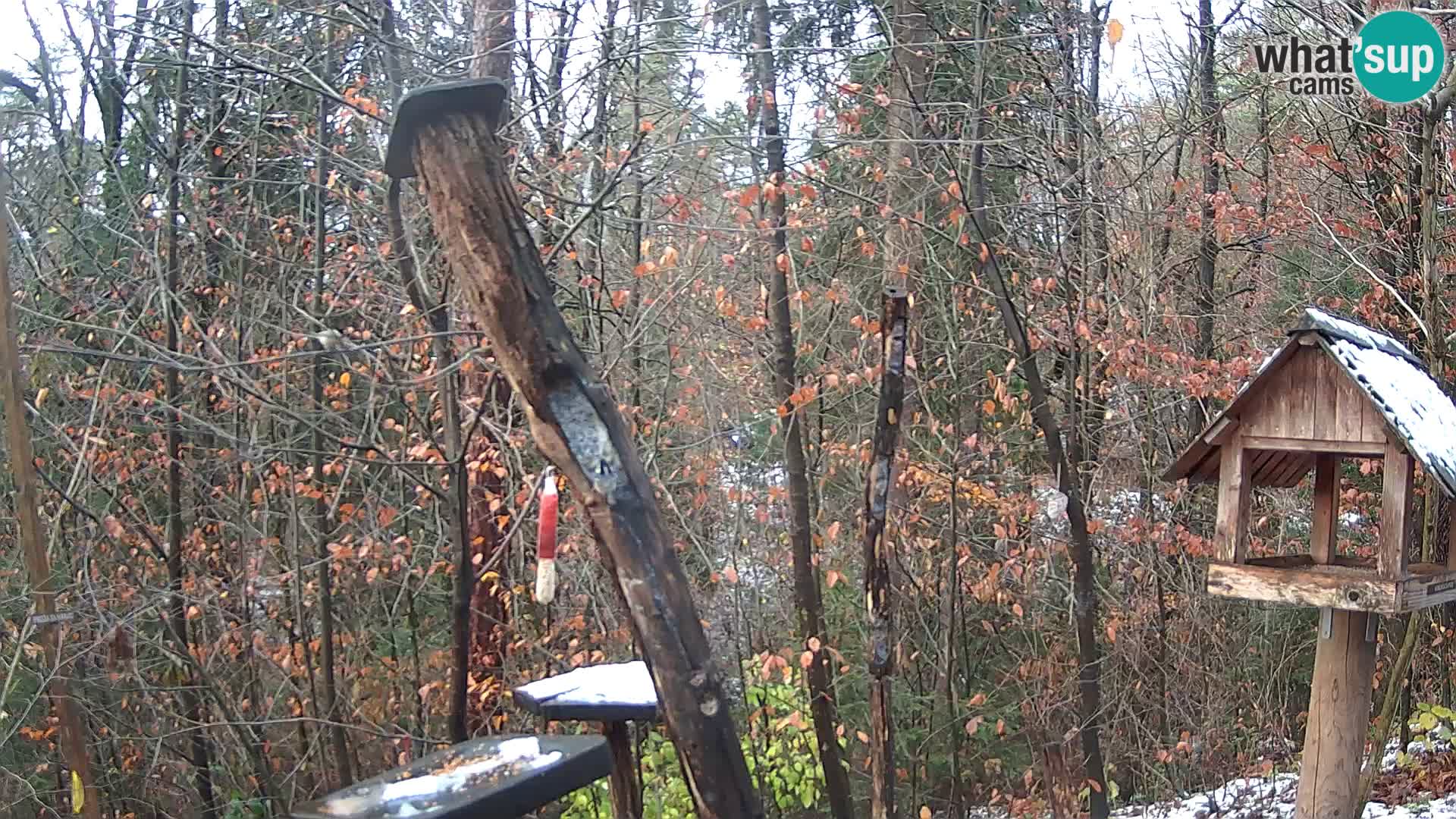 Krmilnice za ptiče v ZOO Ljubljana spletna kamera