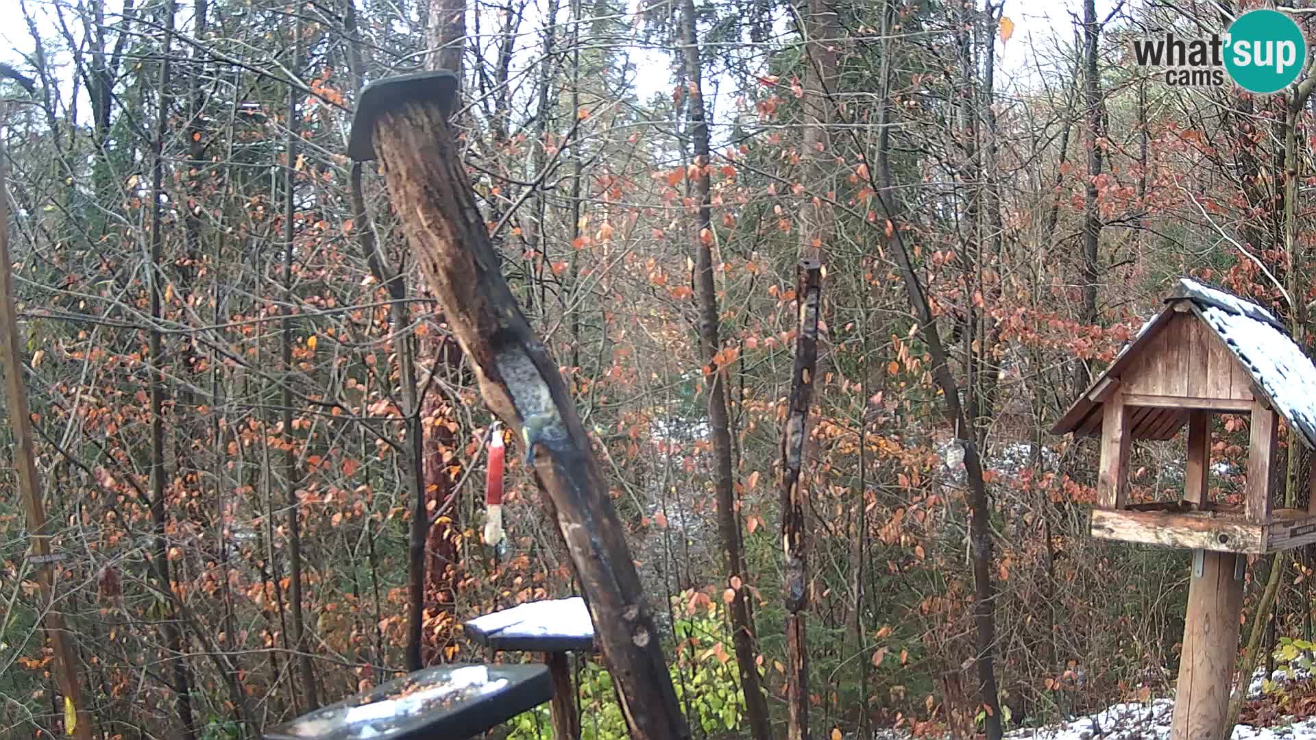 Mangiatoie per uccelli allo ZOO di Lubiana livecam