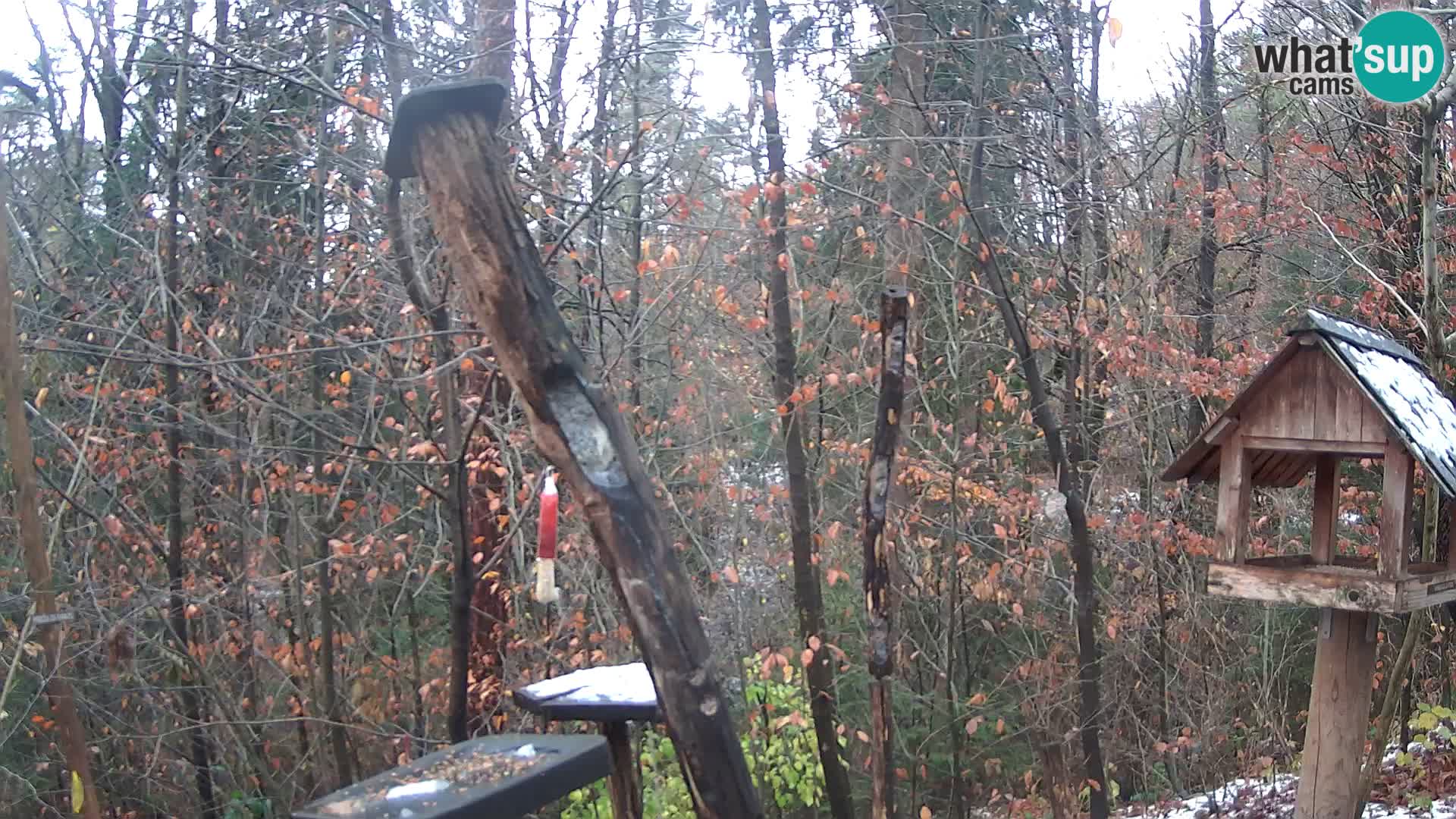 Krmilnice za ptiče v ZOO Ljubljana spletna kamera