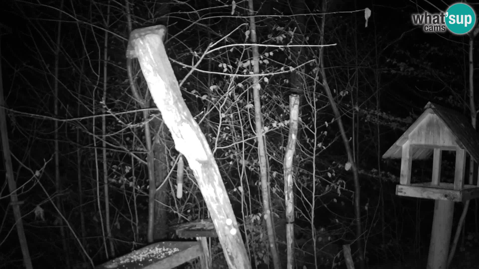 Mangeoires pour oiseaux au ZOO live webcam Ljubljana