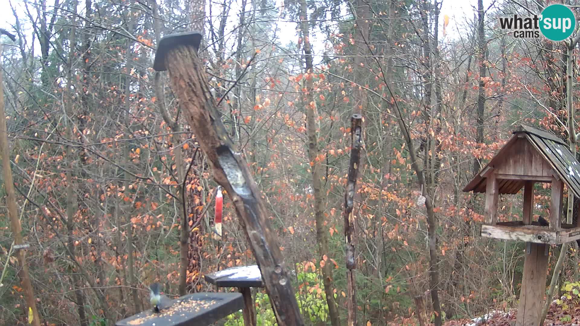 Vogelfutterhäuschen im ZOO webcam Ljubljana