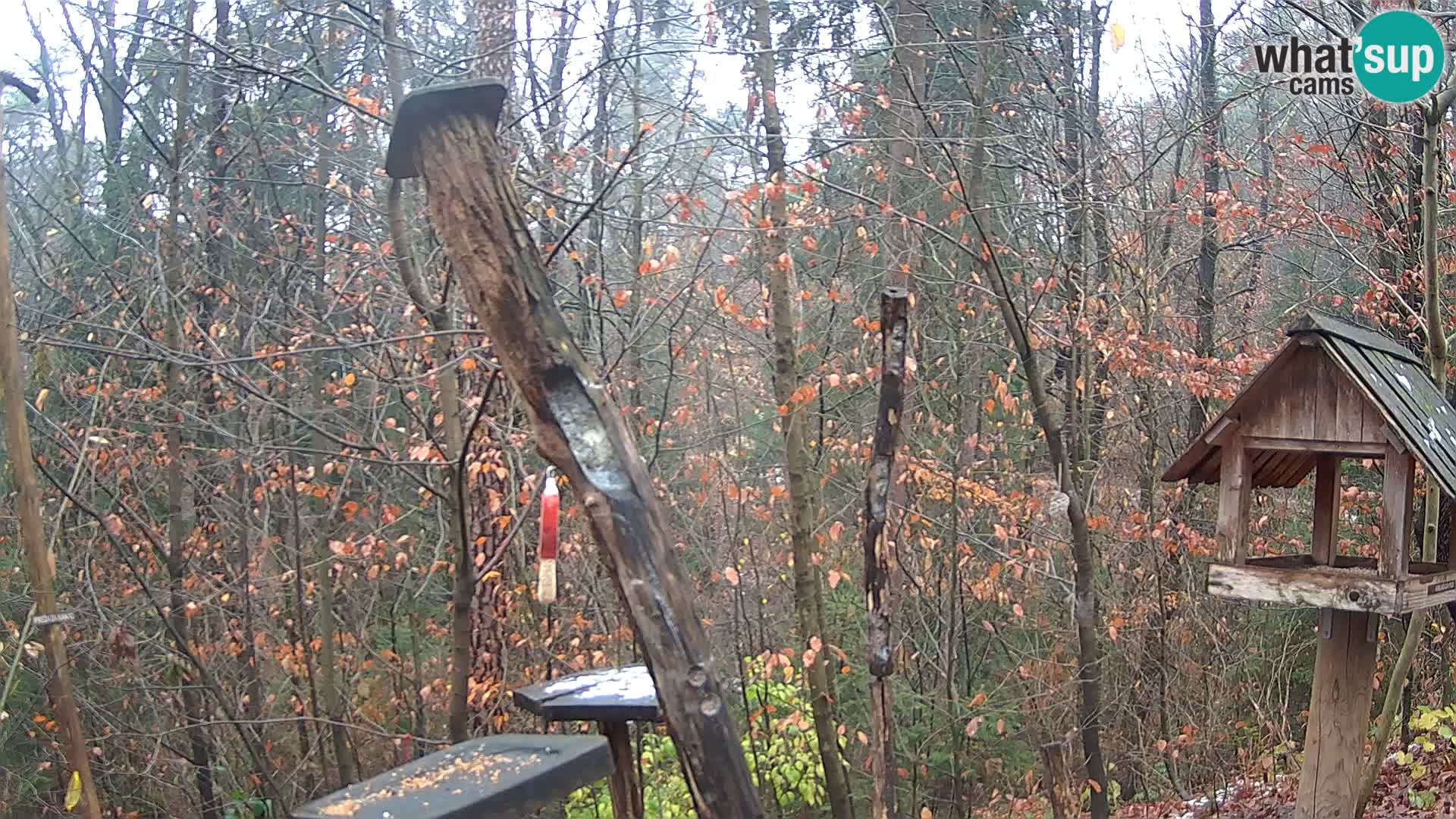 Mangeoires pour oiseaux au ZOO live webcam Ljubljana