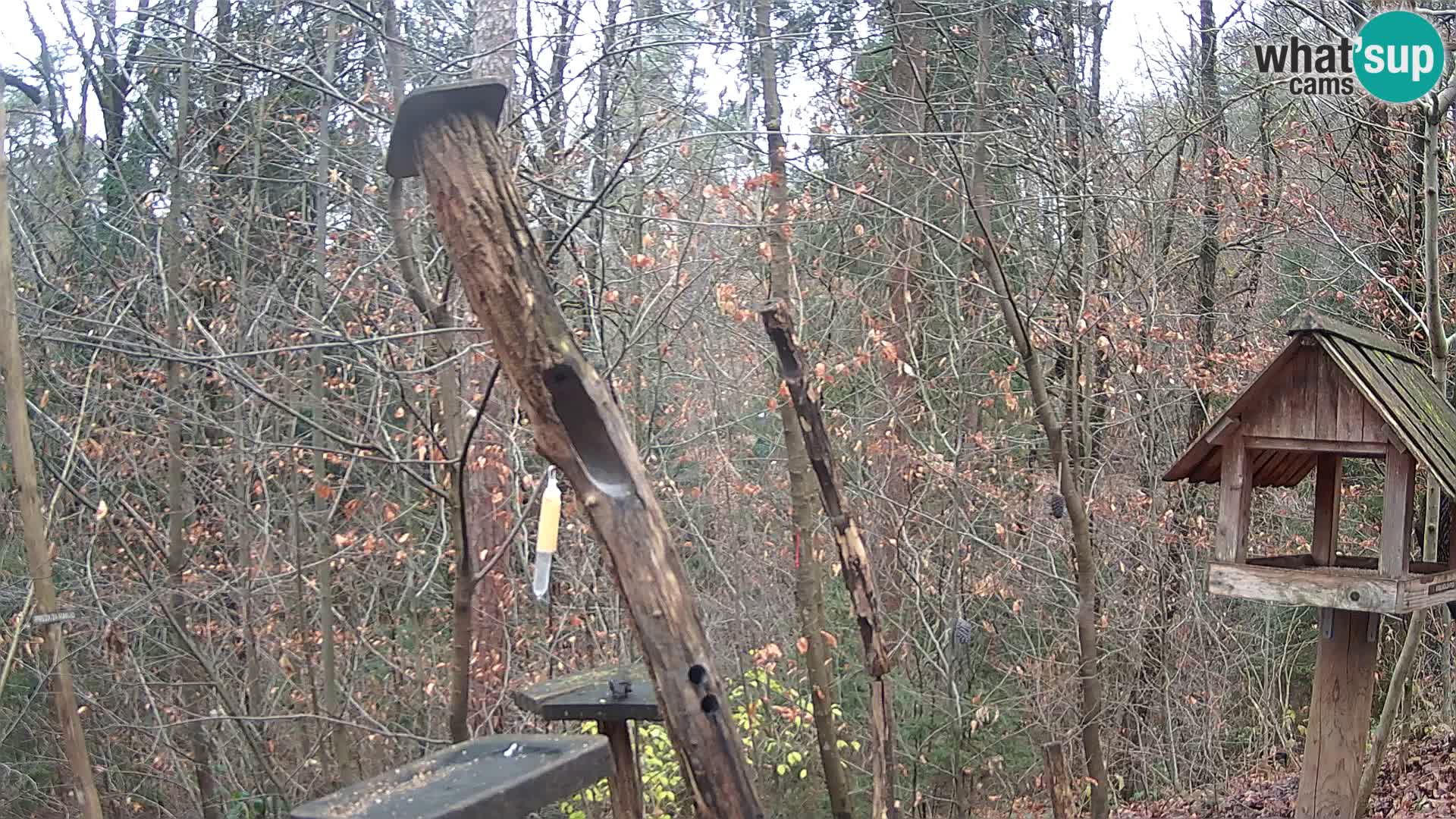 Comederos para pájaros en ZOO Ljubljana camera en vivo