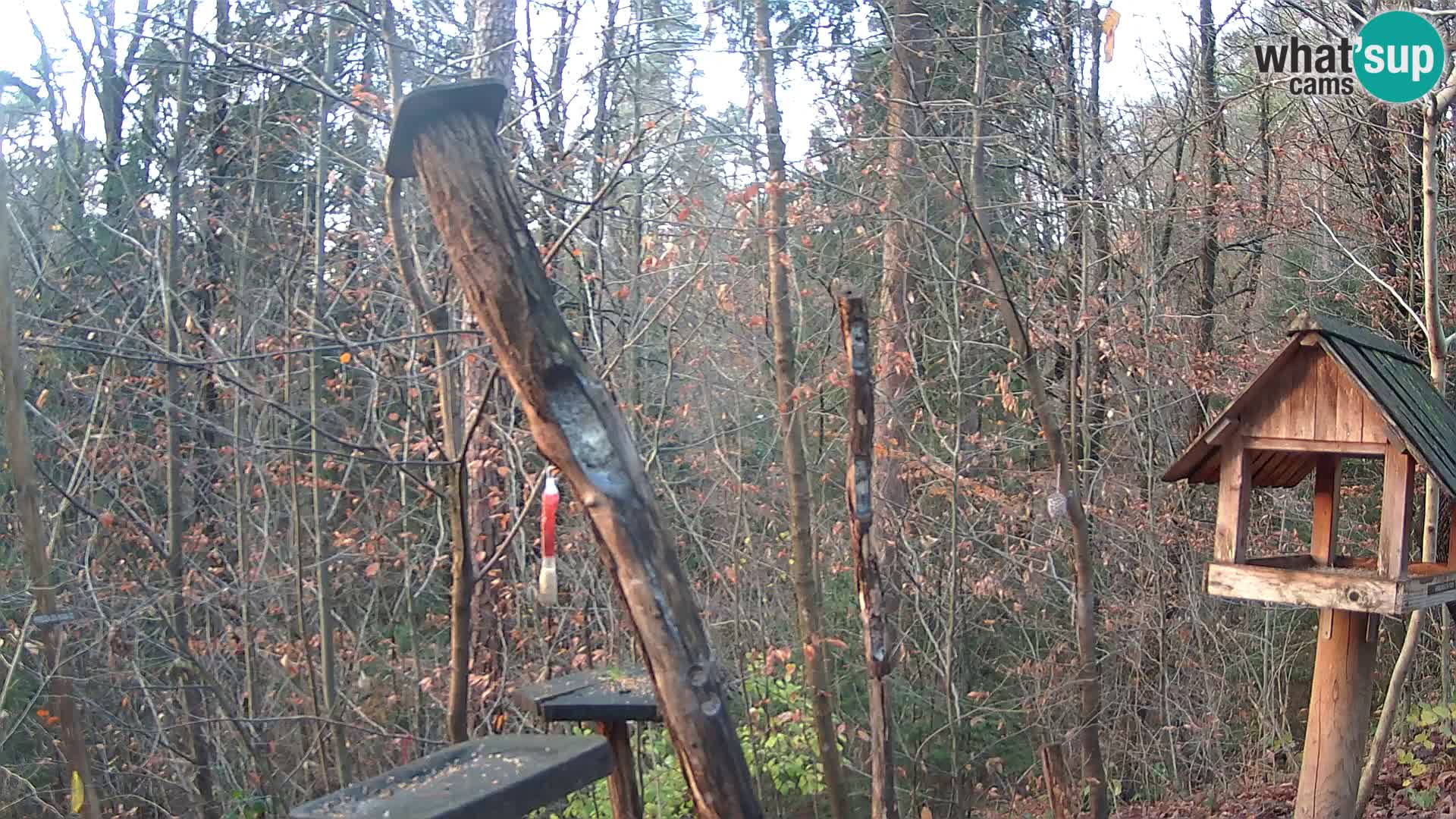 Hranilice za ptice u ZOO web kamera Ljubljana