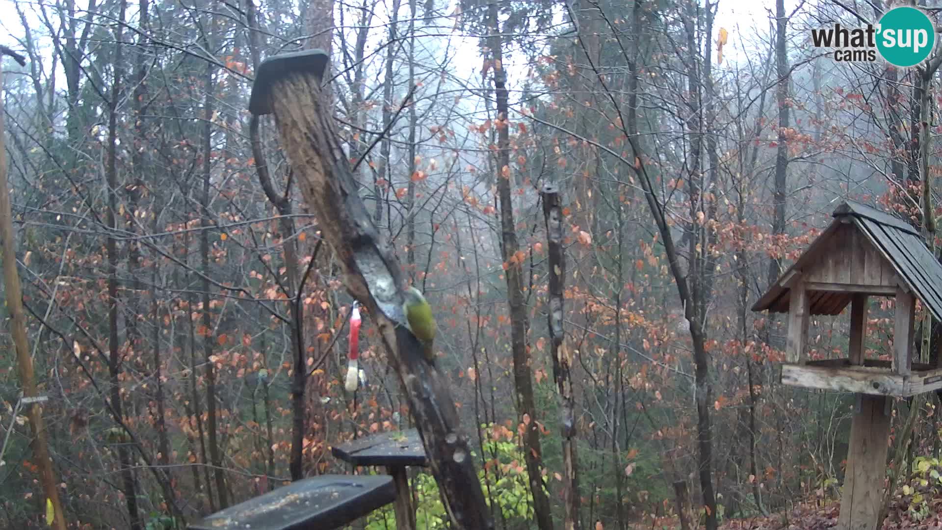 Mangiatoie per uccelli allo ZOO di Lubiana livecam
