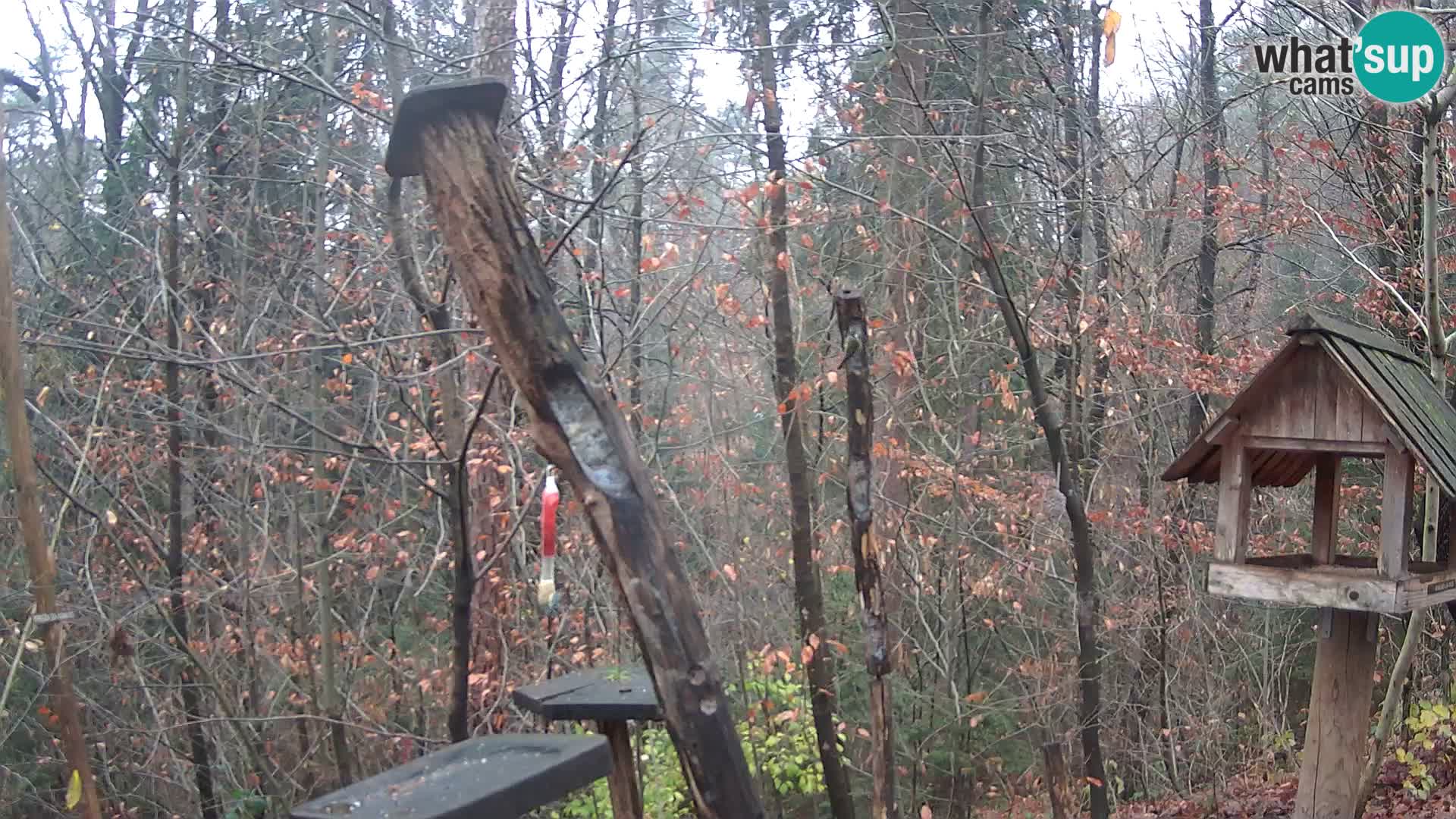 Hranilice za ptice u ZOO web kamera Ljubljana