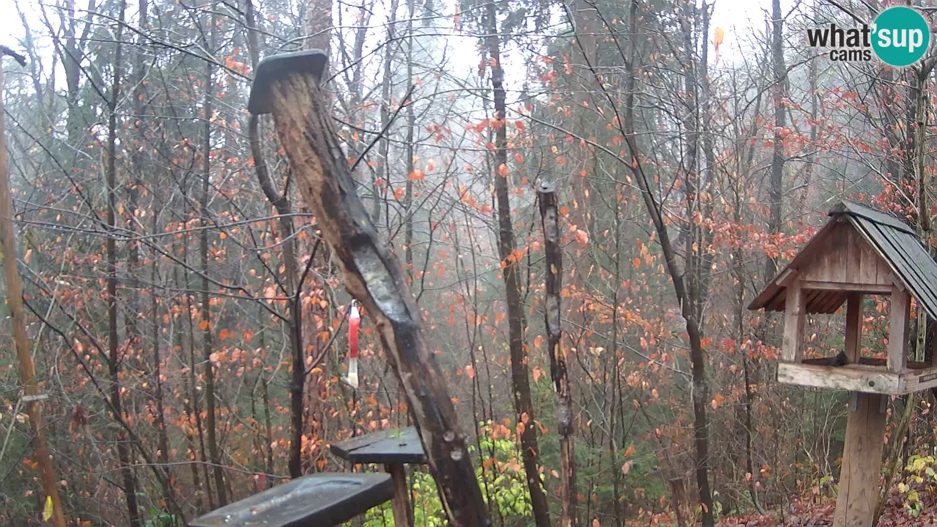 Krmilnice za ptiče v ZOO Ljubljana spletna kamera