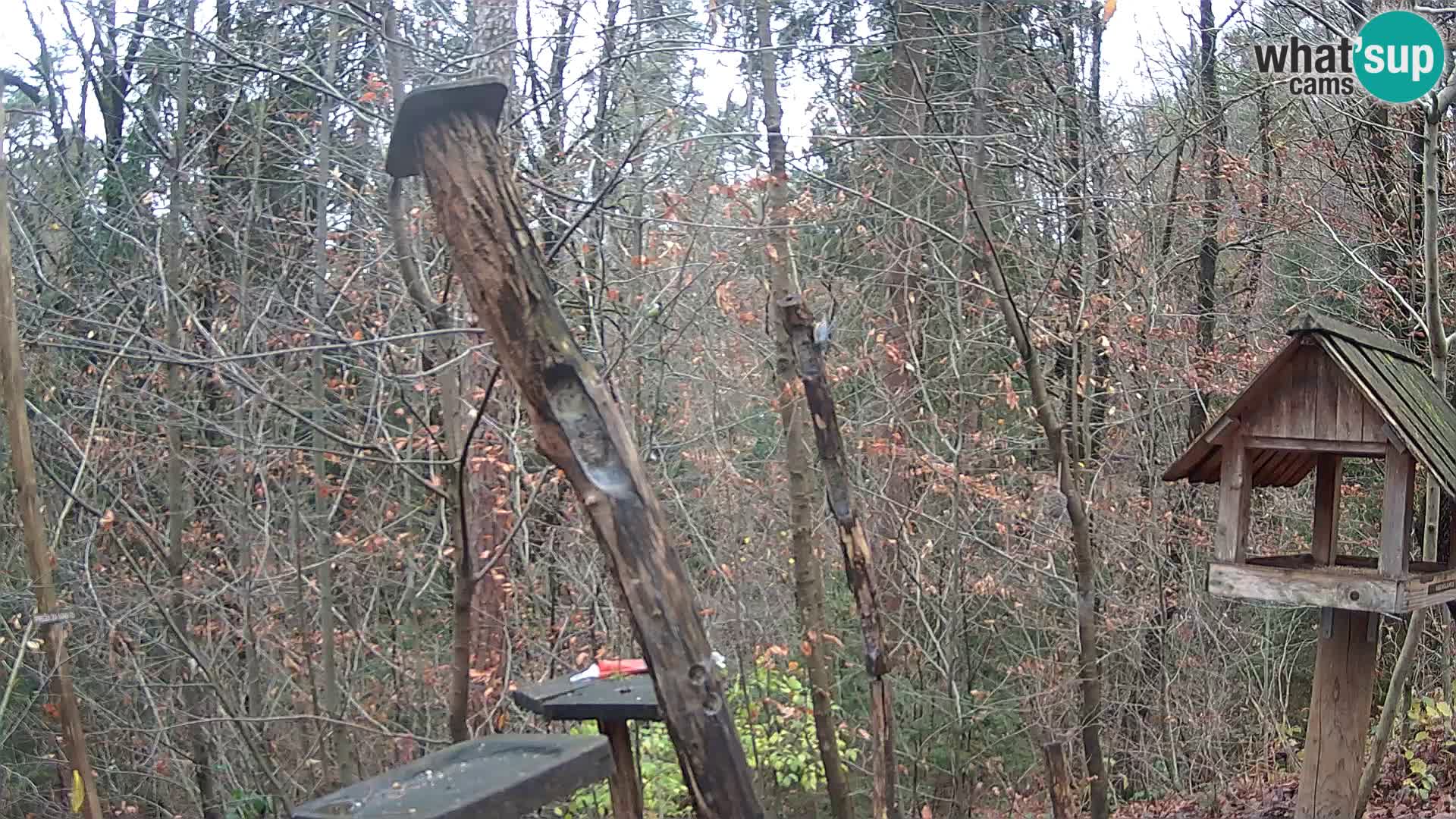 Hranilice za ptice u ZOO web kamera Ljubljana