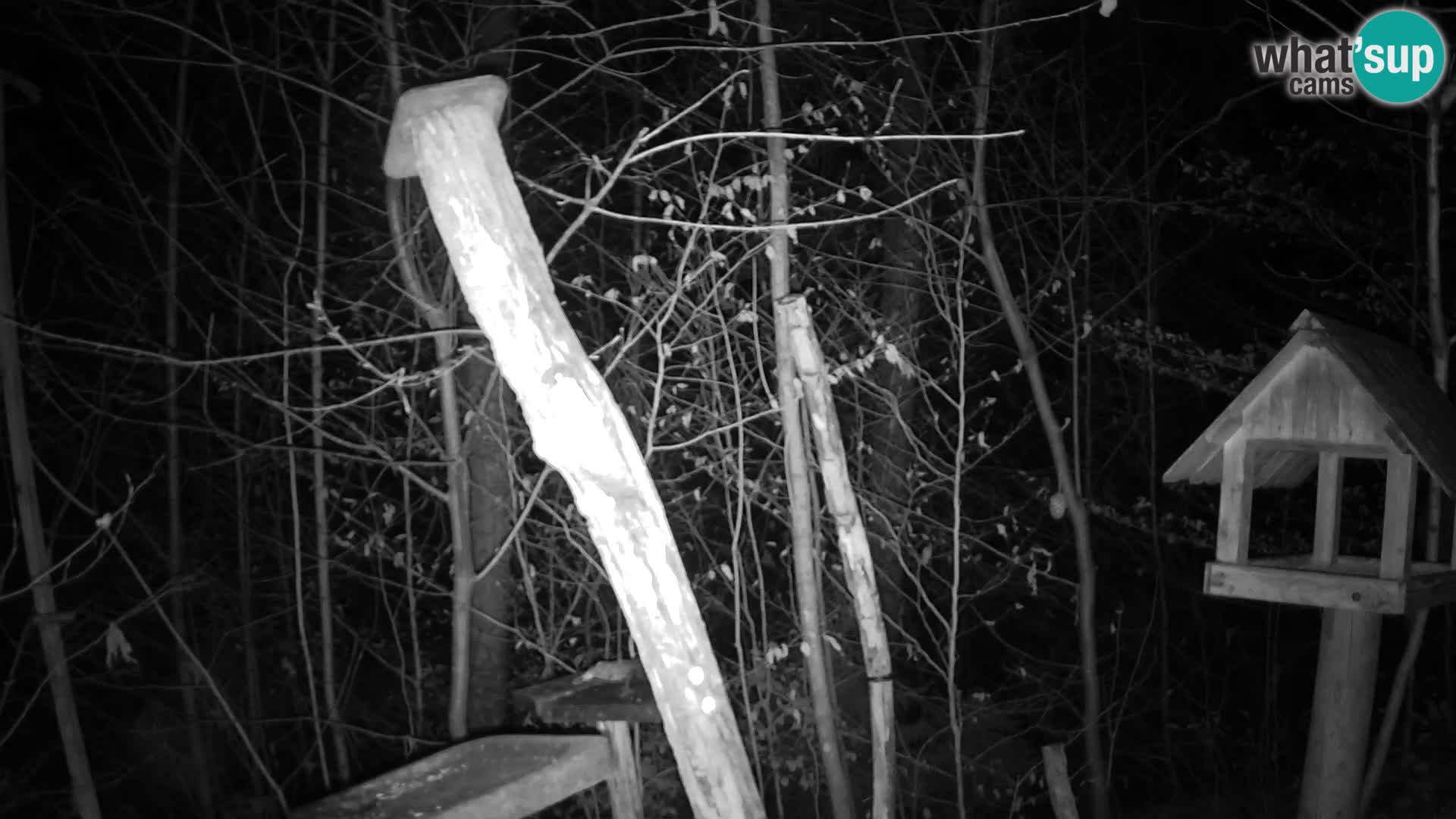 Mangiatoie per uccelli allo ZOO di Lubiana livecam