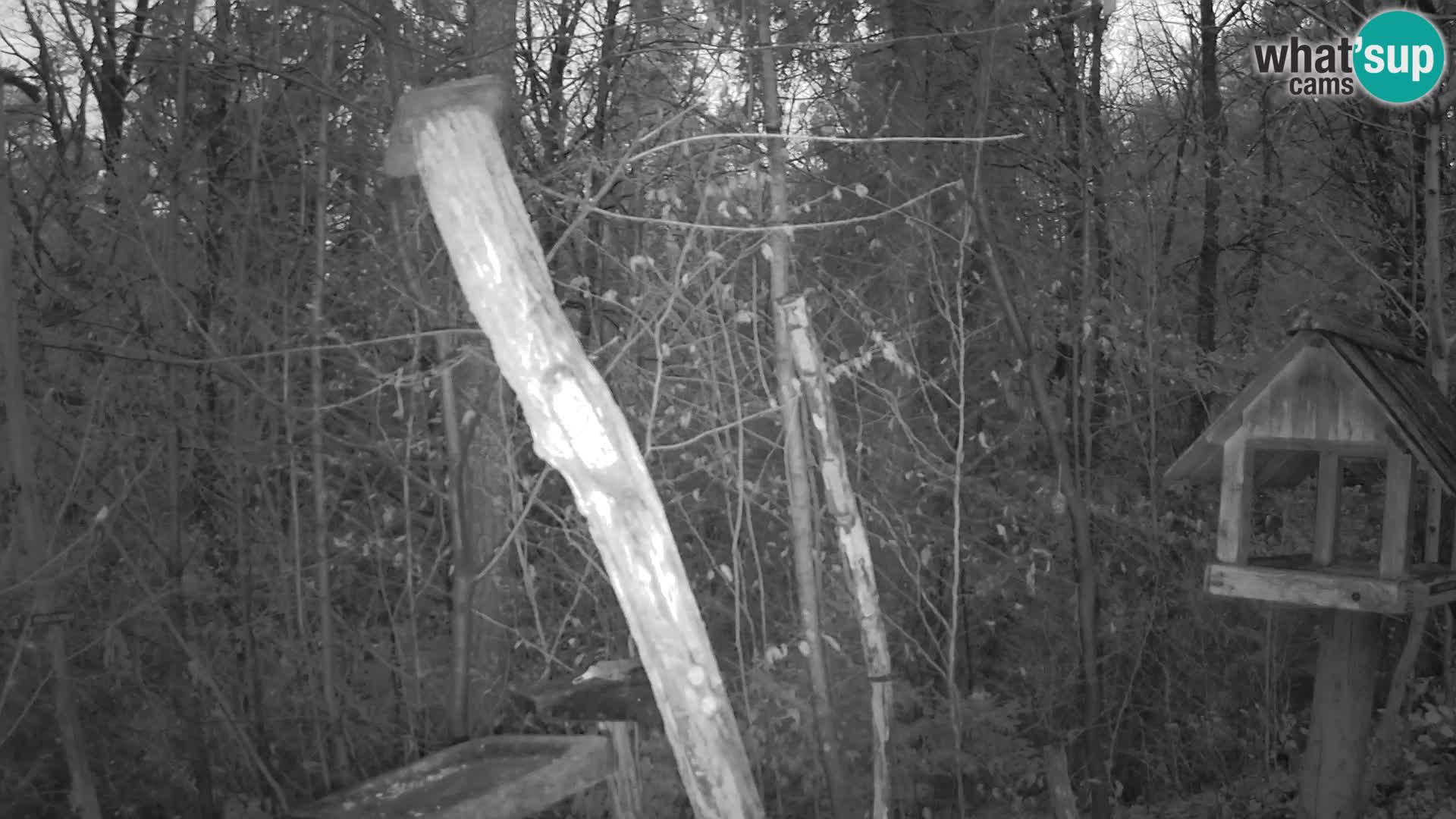 Vogelfutterhäuschen im ZOO webcam Ljubljana