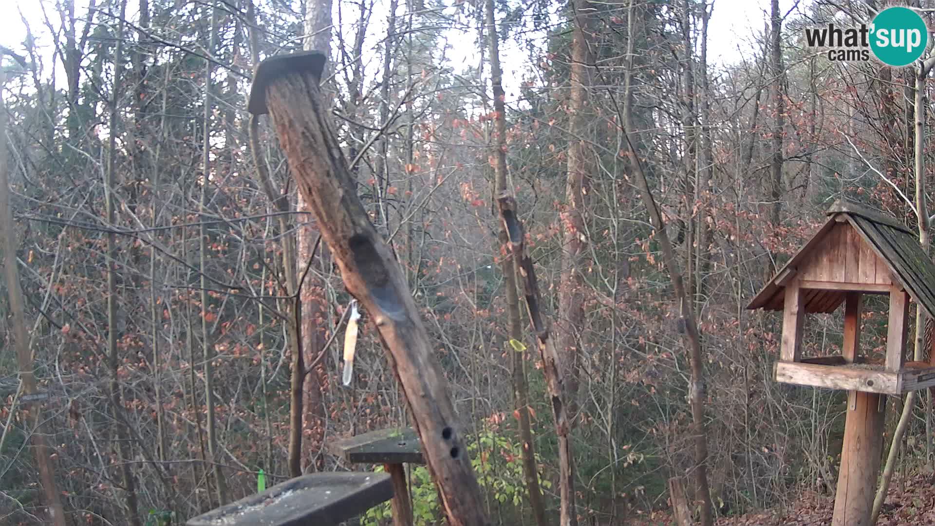 Bird feeders at ZOO Ljubljana webcam