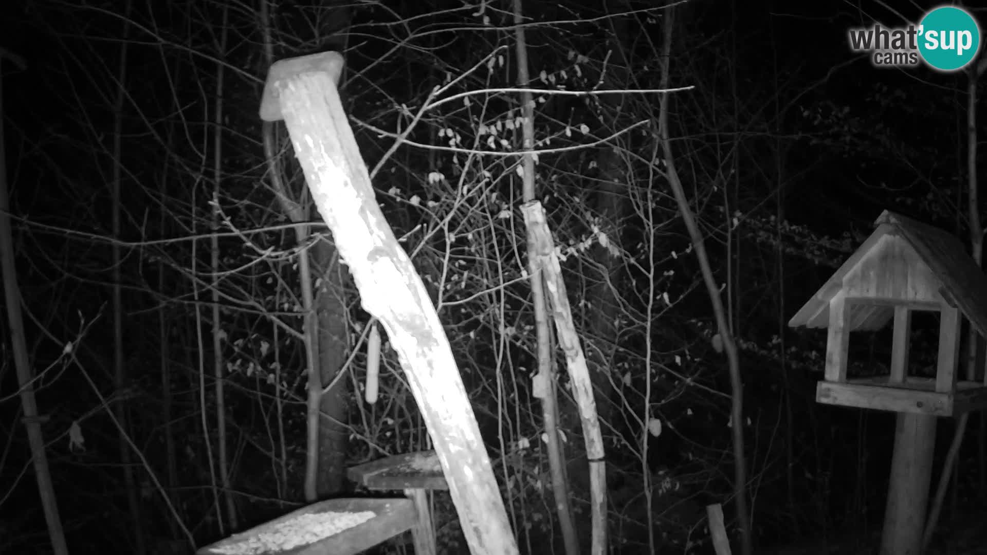 Hranilice za ptice u ZOO web kamera Ljubljana