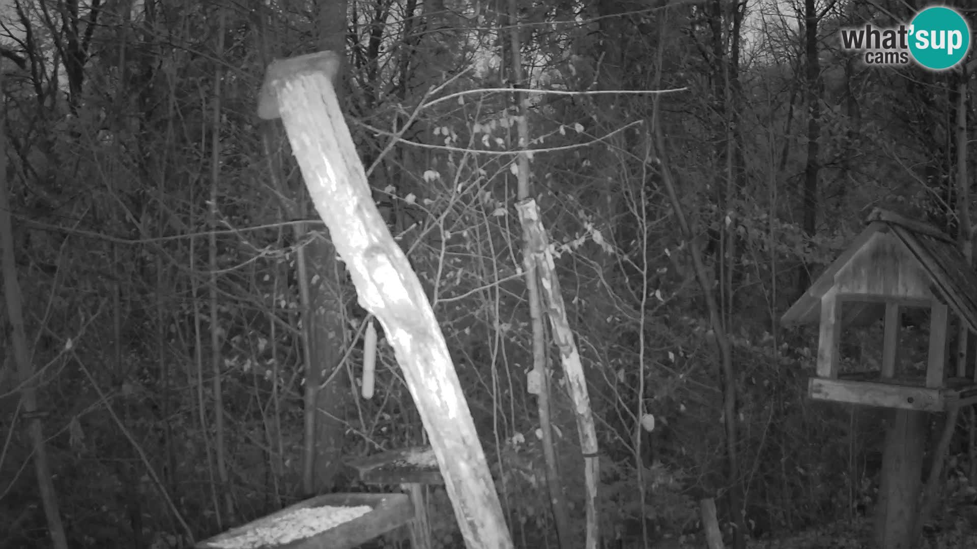 Hranilice za ptice u ZOO web kamera Ljubljana