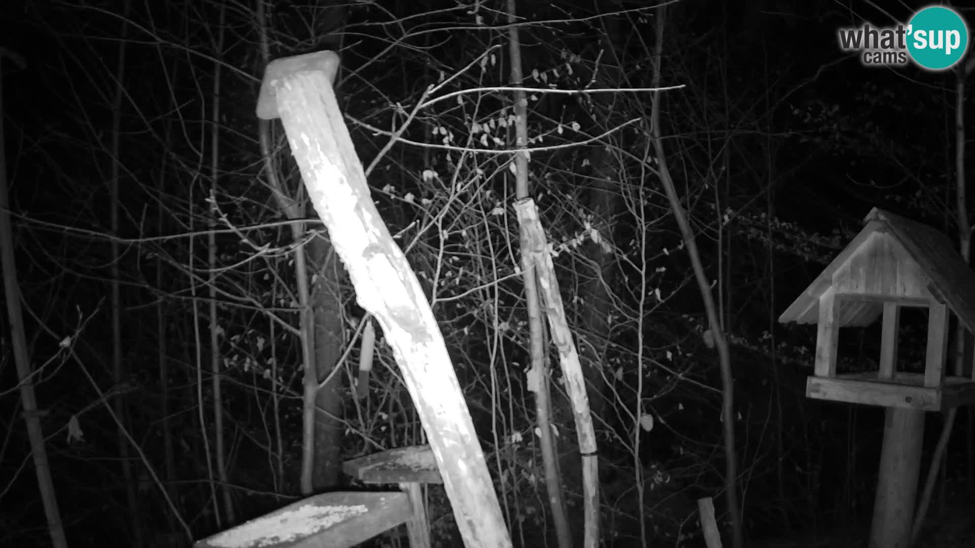 Comederos para pájaros en ZOO Ljubljana camera en vivo