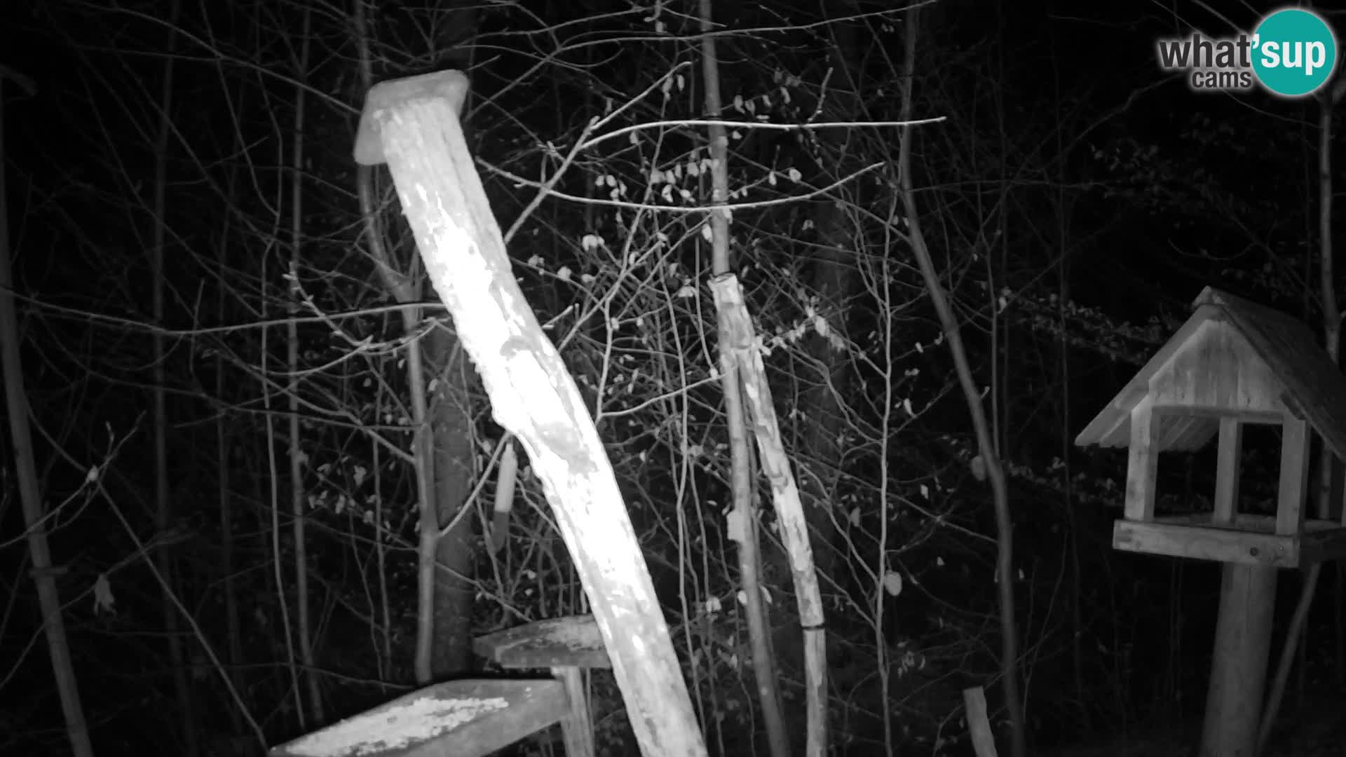 Bird feeders at ZOO Ljubljana webcam