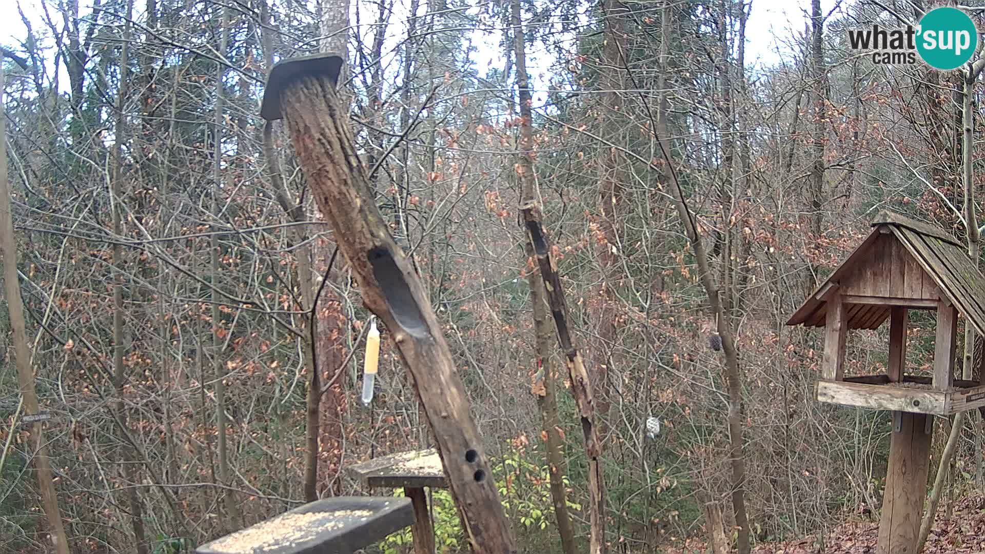 Vogelfutterhäuschen im ZOO webcam Ljubljana