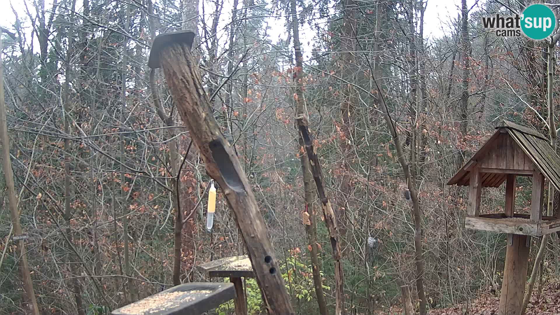 Vogelfutterhäuschen im ZOO webcam Ljubljana