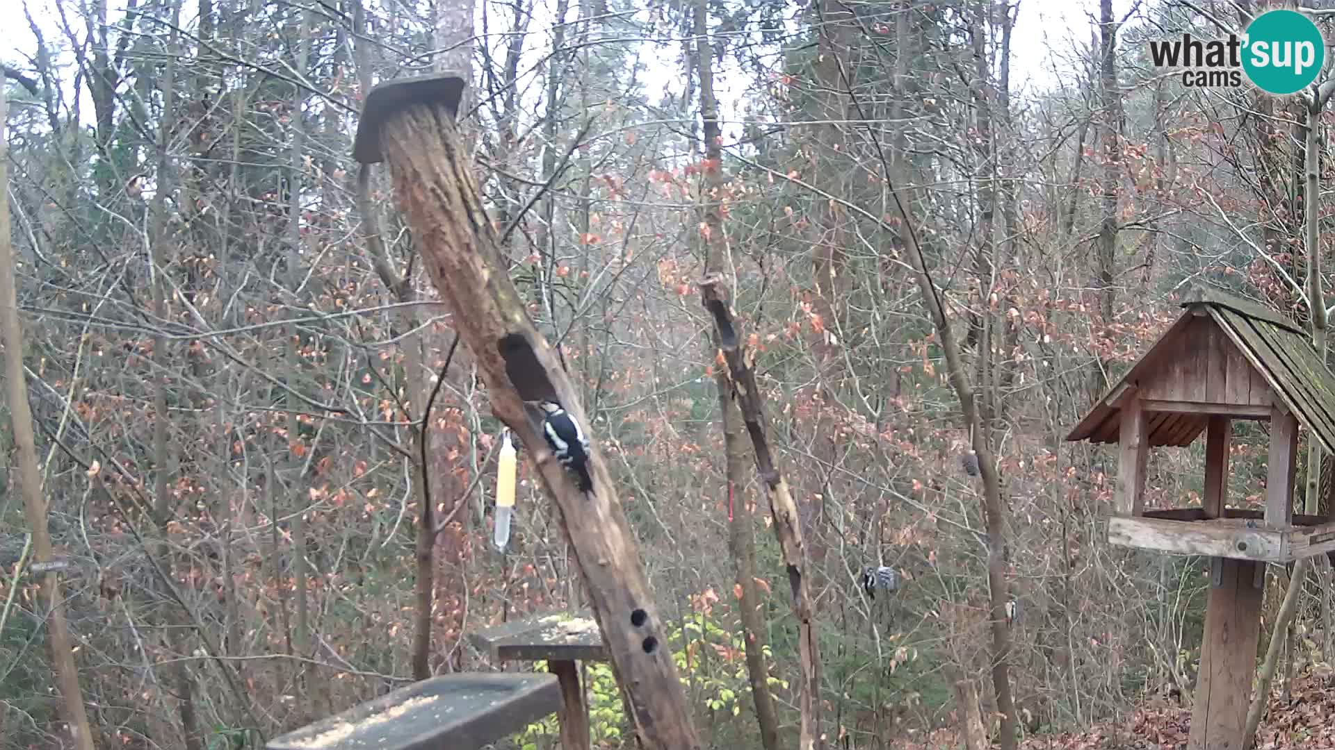 Hranilice za ptice u ZOO web kamera Ljubljana