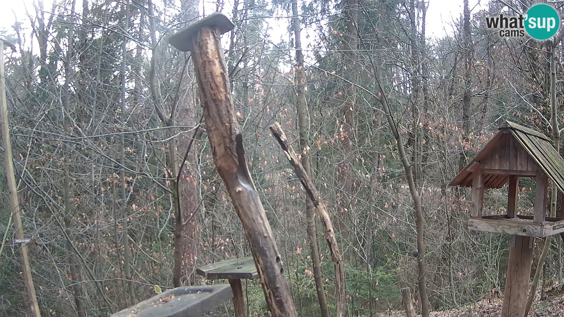 Krmilnice za ptiče v ZOO Ljubljana spletna kamera