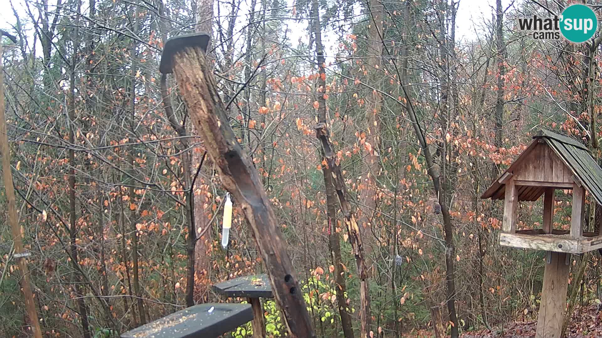 Krmilnice za ptiče v ZOO Ljubljana spletna kamera