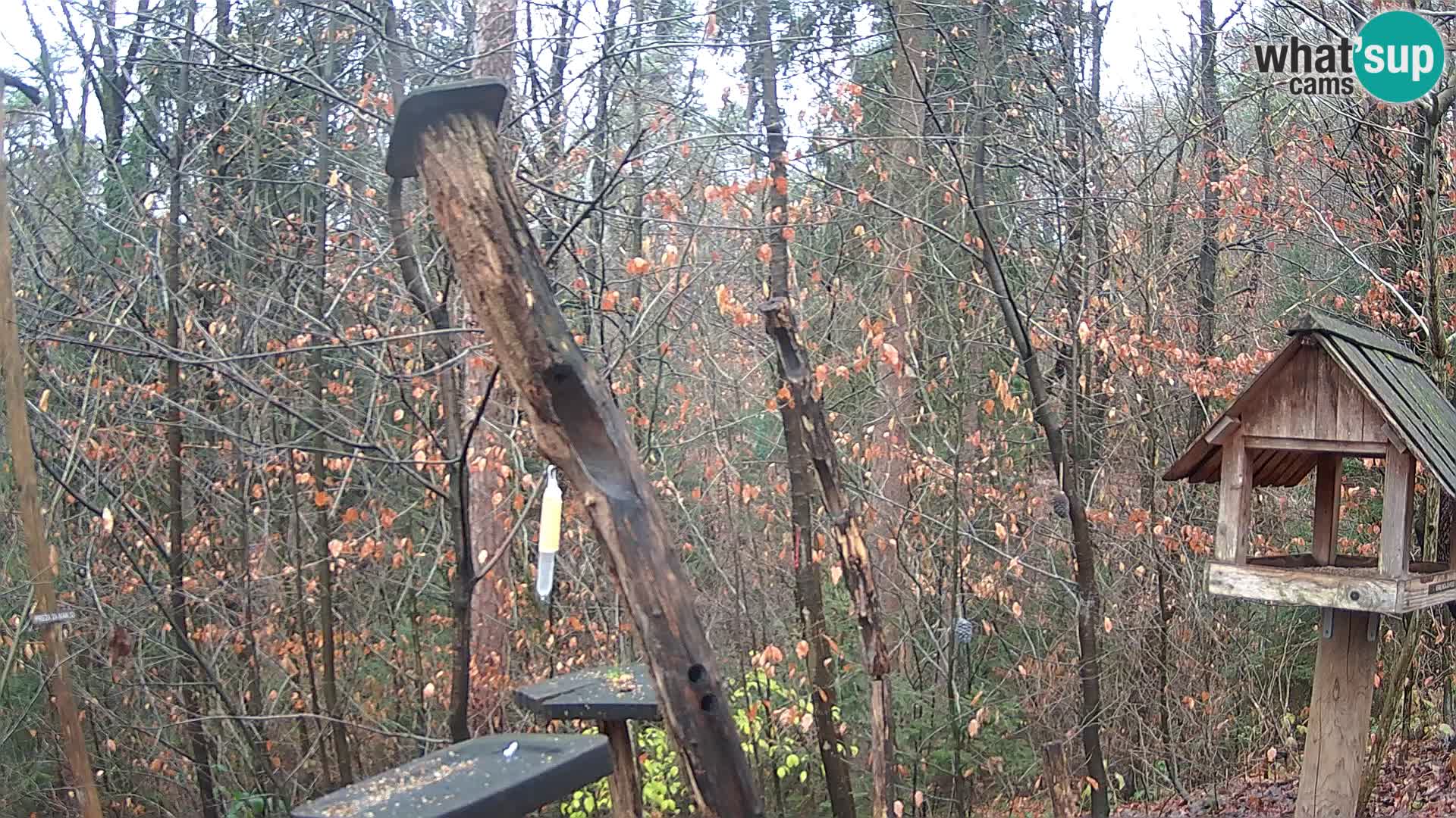 Bird feeders at ZOO Ljubljana webcam