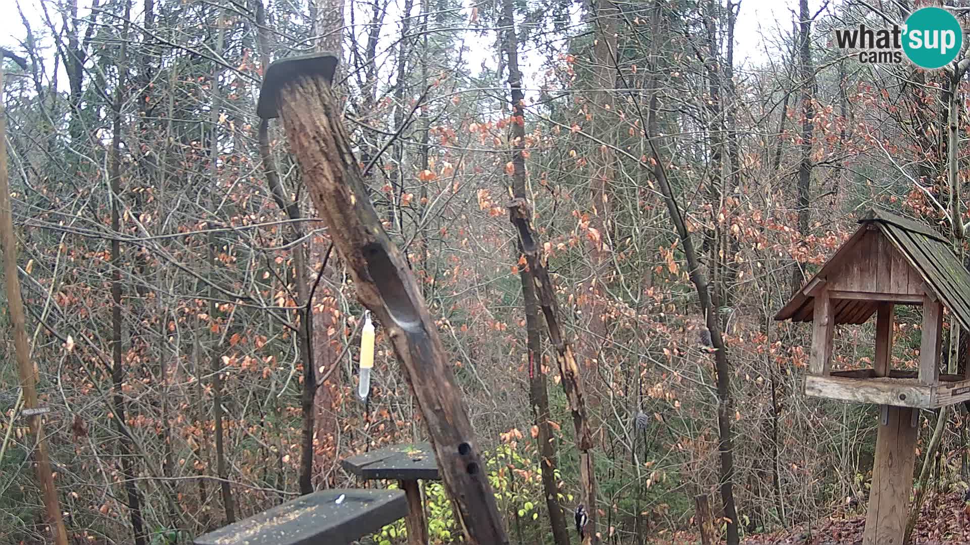 Krmilnice za ptiče v ZOO Ljubljana spletna kamera