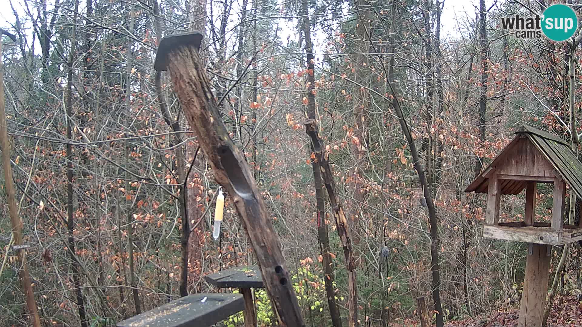 Krmilnice za ptiče v ZOO Ljubljana spletna kamera