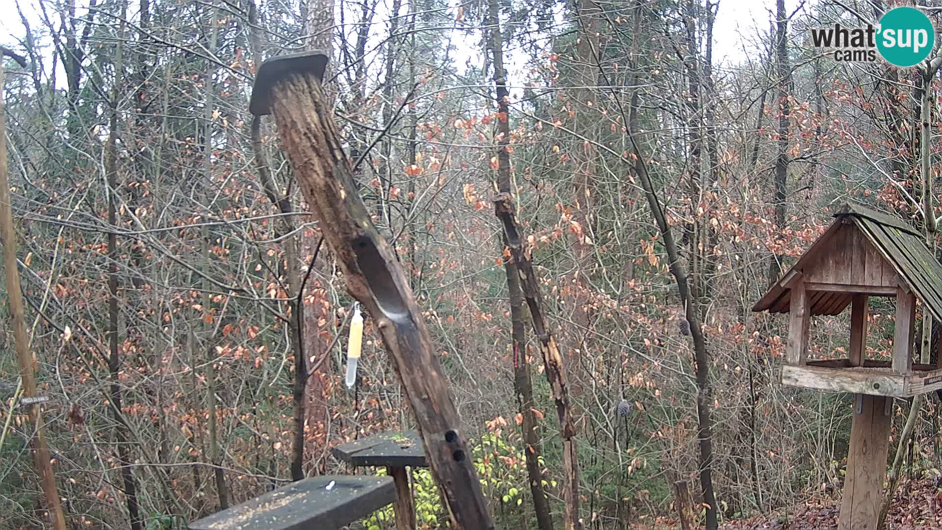 Mangiatoie per uccelli allo ZOO di Lubiana livecam