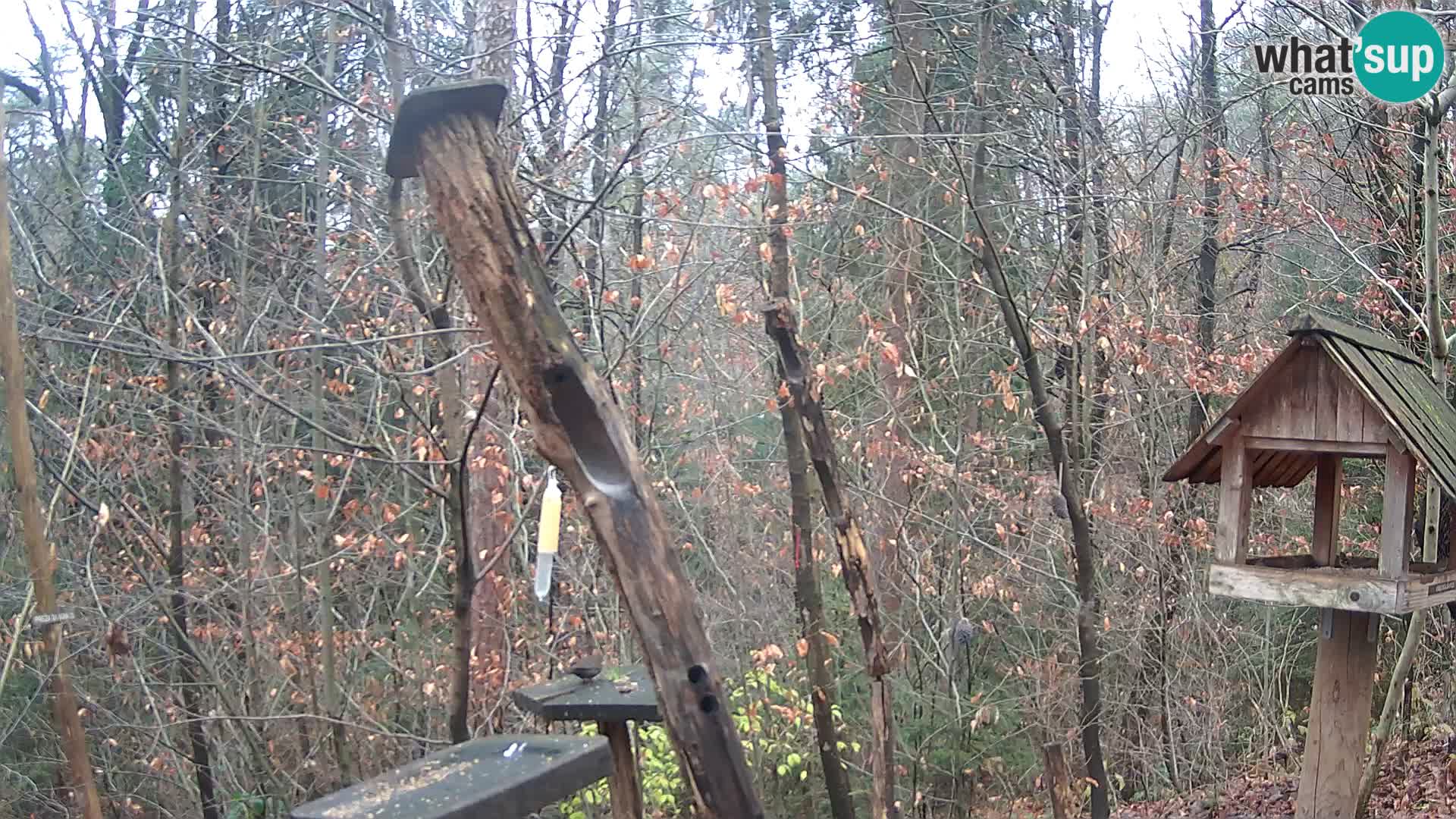 Krmilnice za ptiče v ZOO Ljubljana spletna kamera