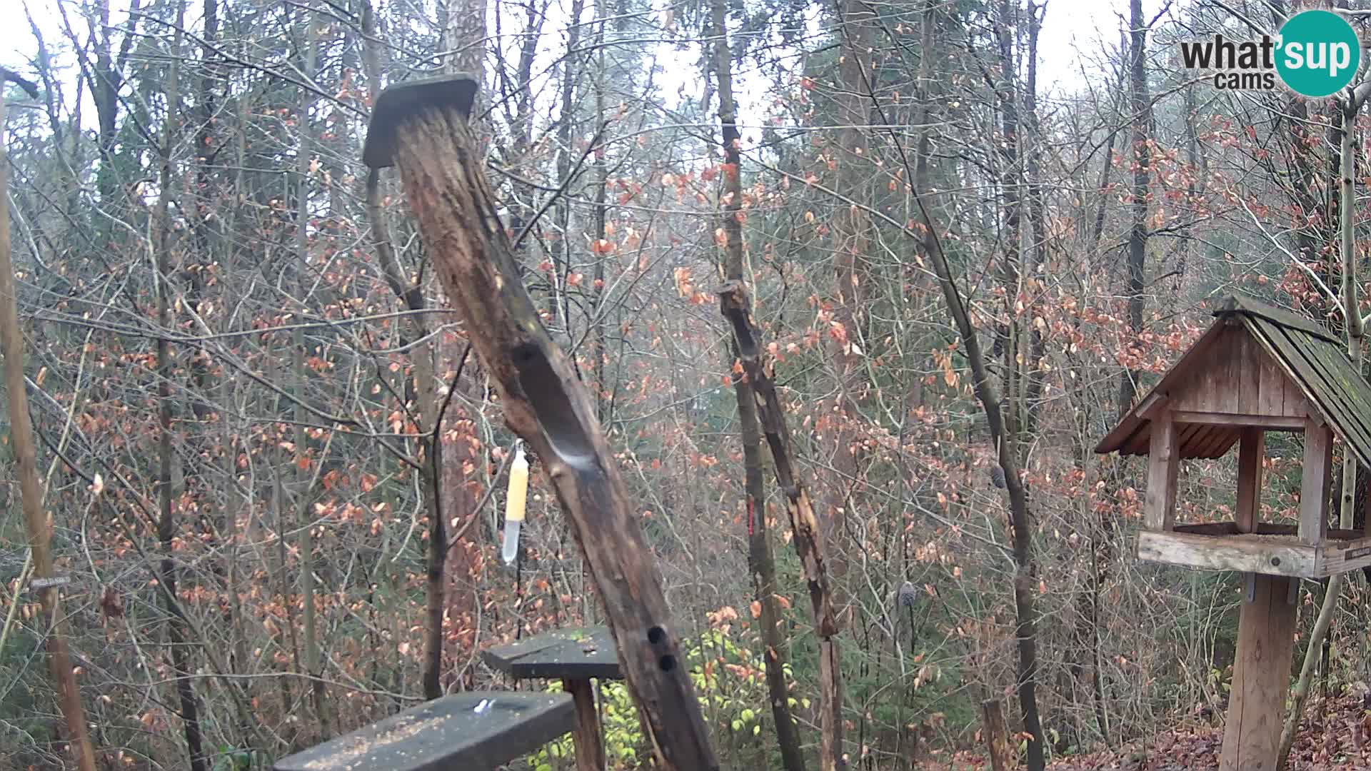 Comederos para pájaros en ZOO Ljubljana camera en vivo