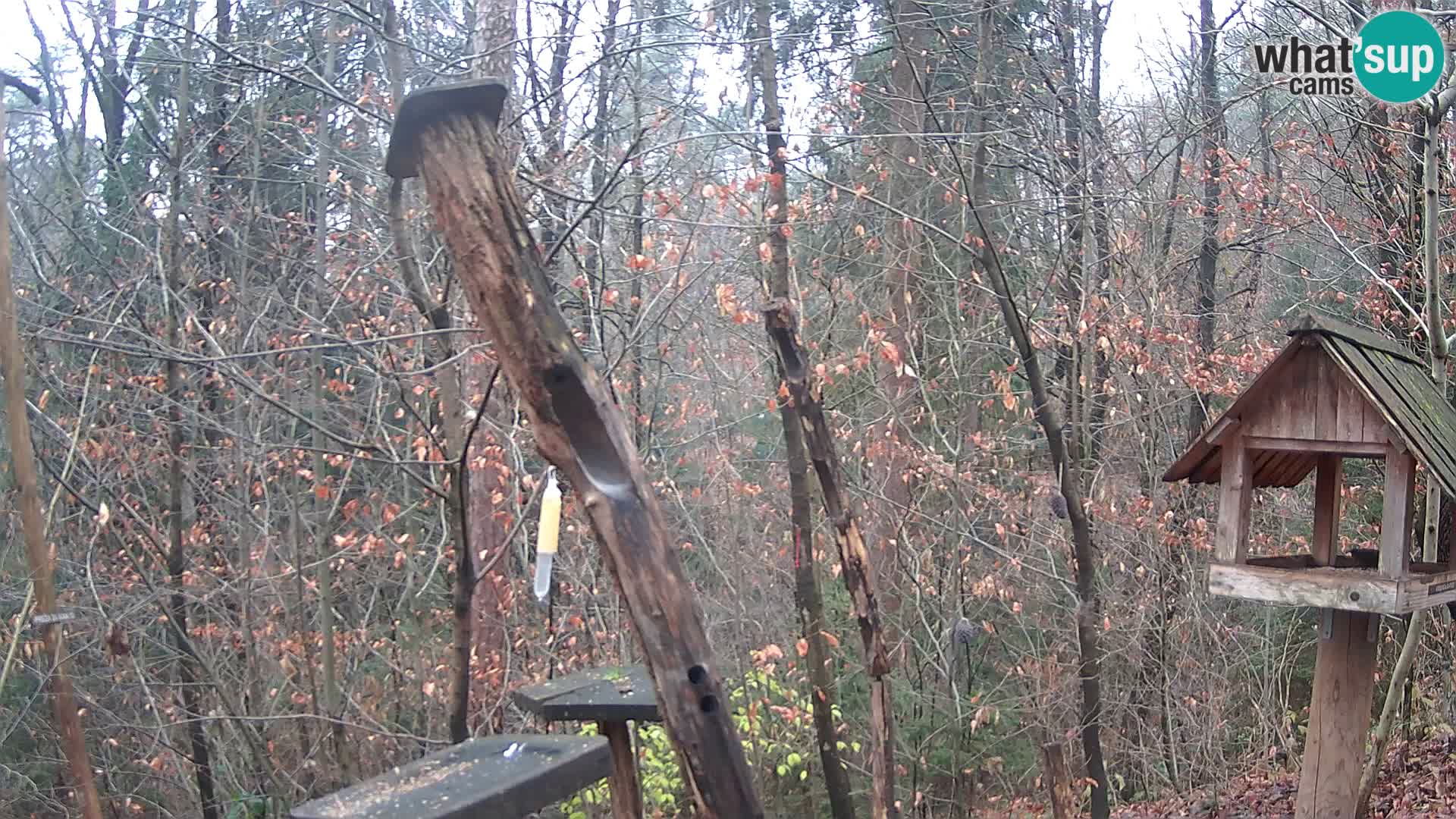 Mangiatoie per uccelli allo ZOO di Lubiana livecam