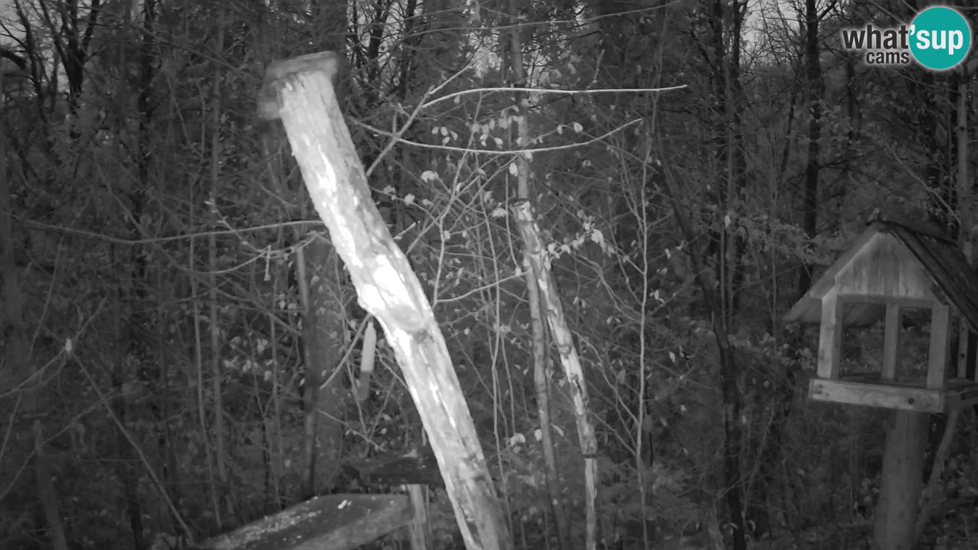 Bird feeders at ZOO Ljubljana webcam