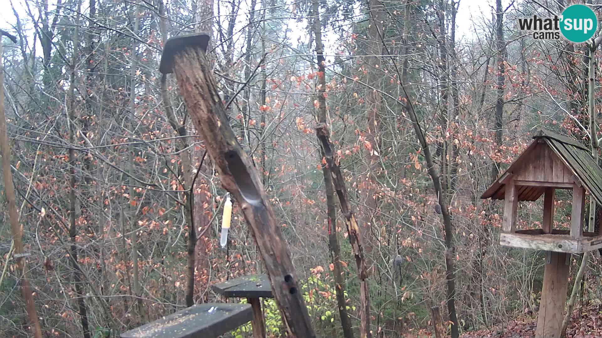 Vogelfutterhäuschen im ZOO webcam Ljubljana