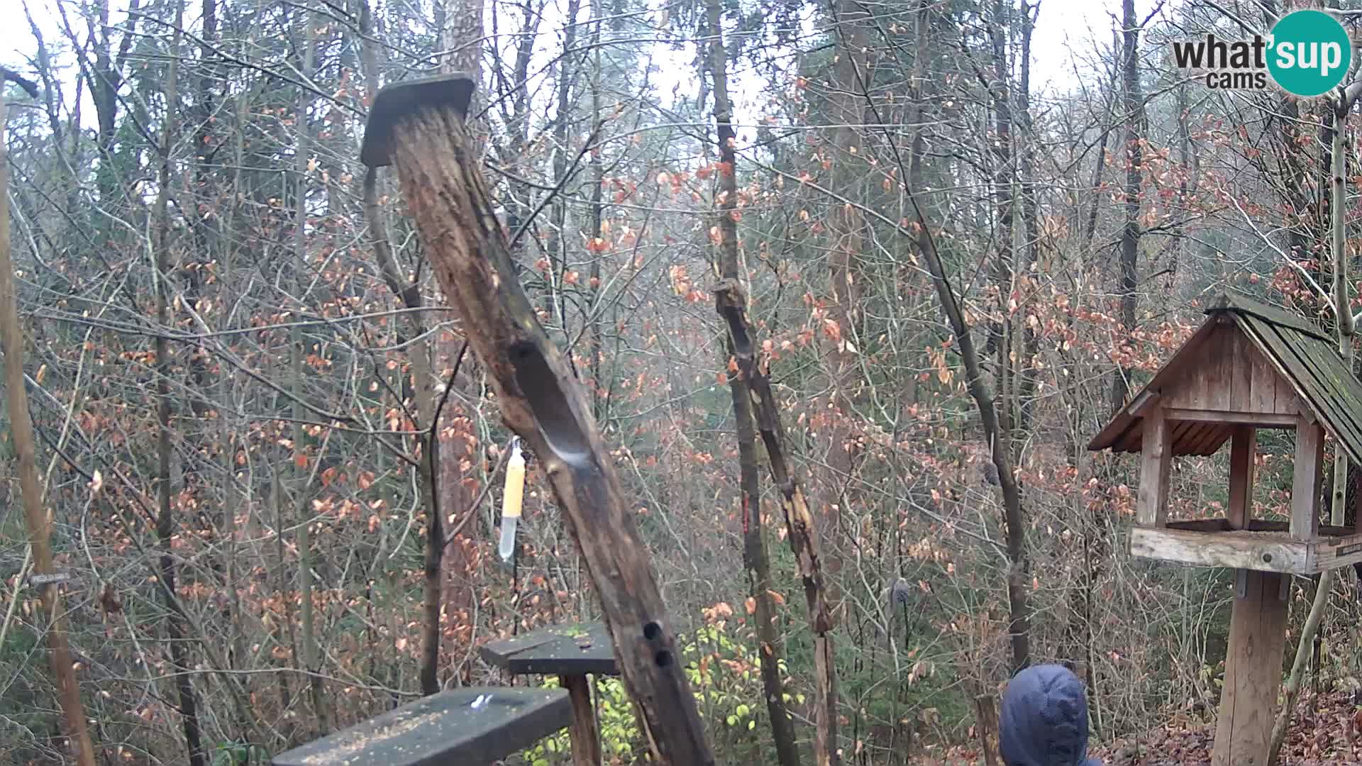 Comederos para pájaros en ZOO Ljubljana camera en vivo