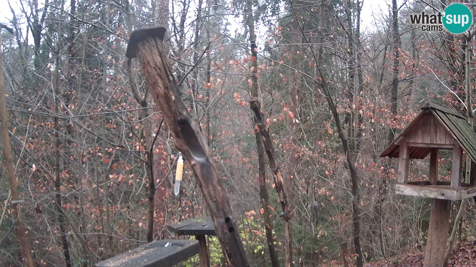 Hranilice za ptice u ZOO web kamera Ljubljana