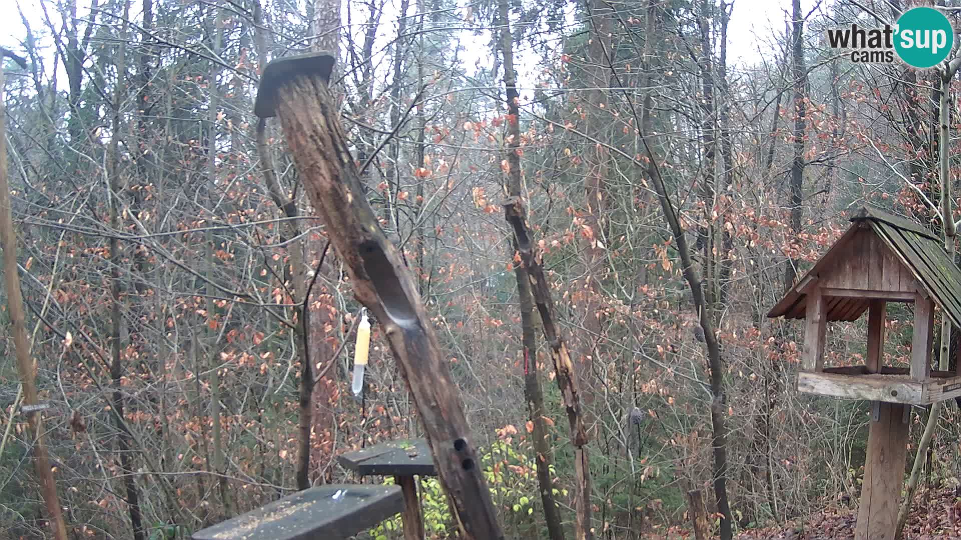 Mangiatoie per uccelli allo ZOO di Lubiana livecam