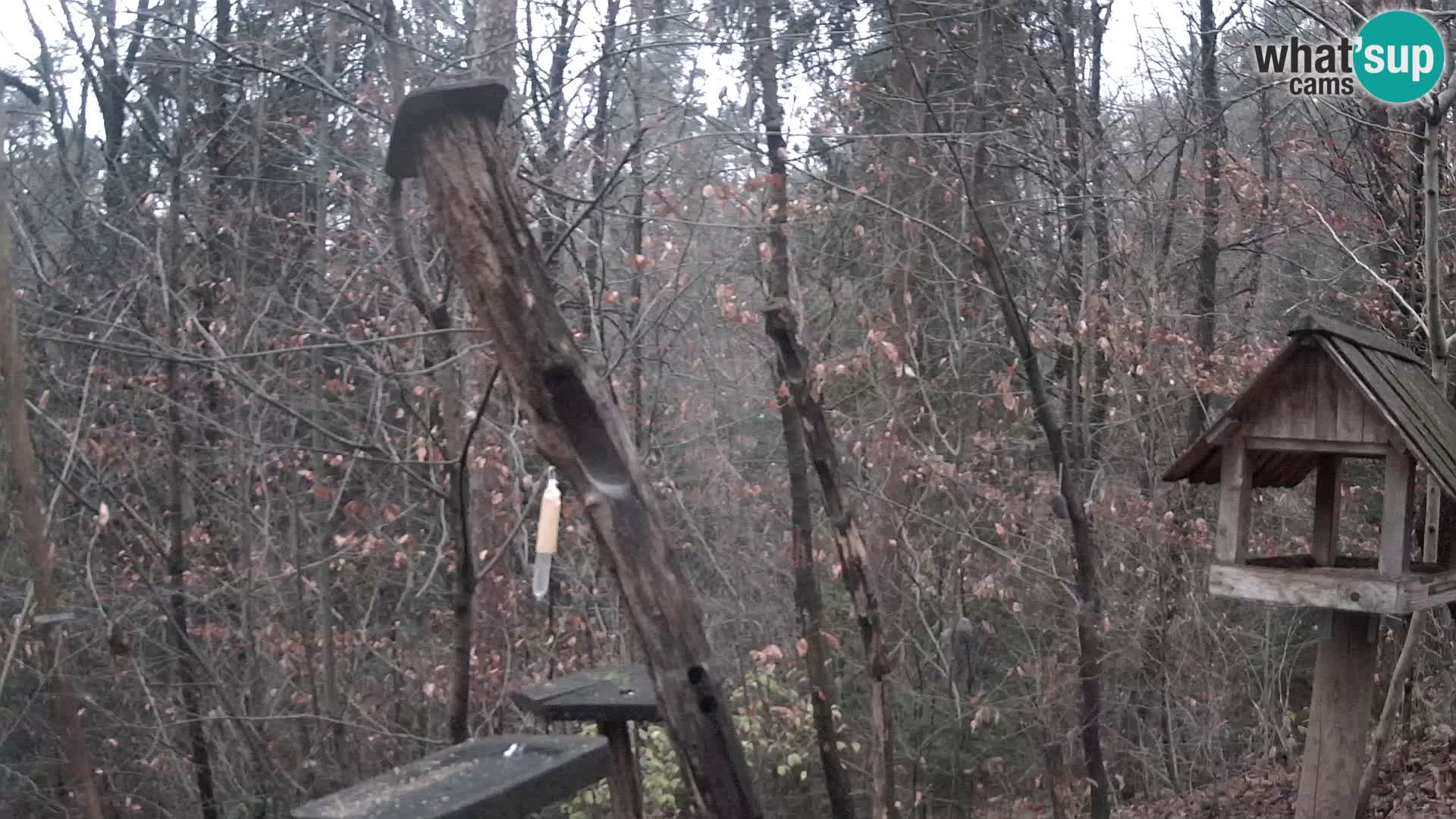 Hranilice za ptice u ZOO web kamera Ljubljana