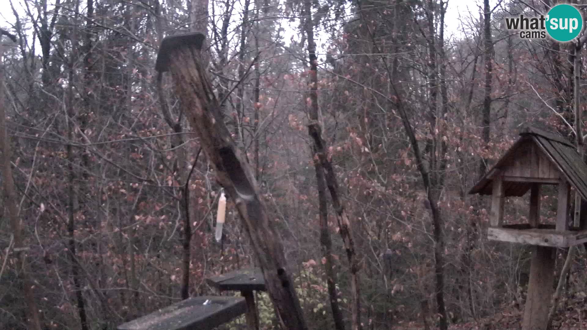 Comederos para pájaros en ZOO Ljubljana camera en vivo