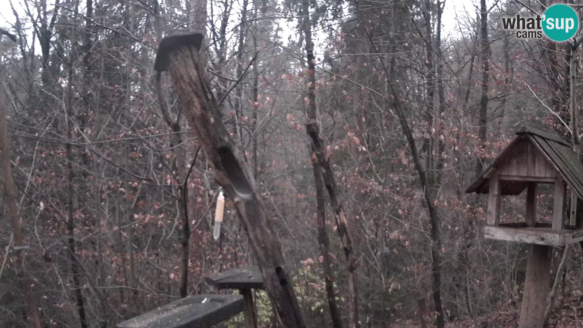 Krmilnice za ptiče v ZOO Ljubljana spletna kamera