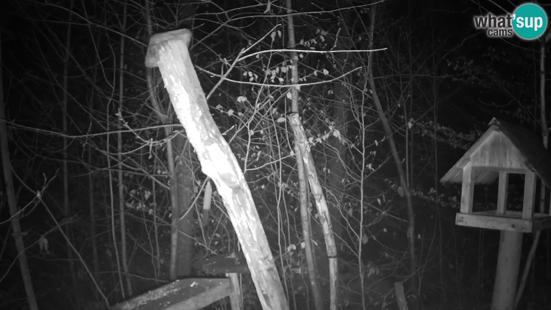 Bird feeders at ZOO Ljubljana webcam