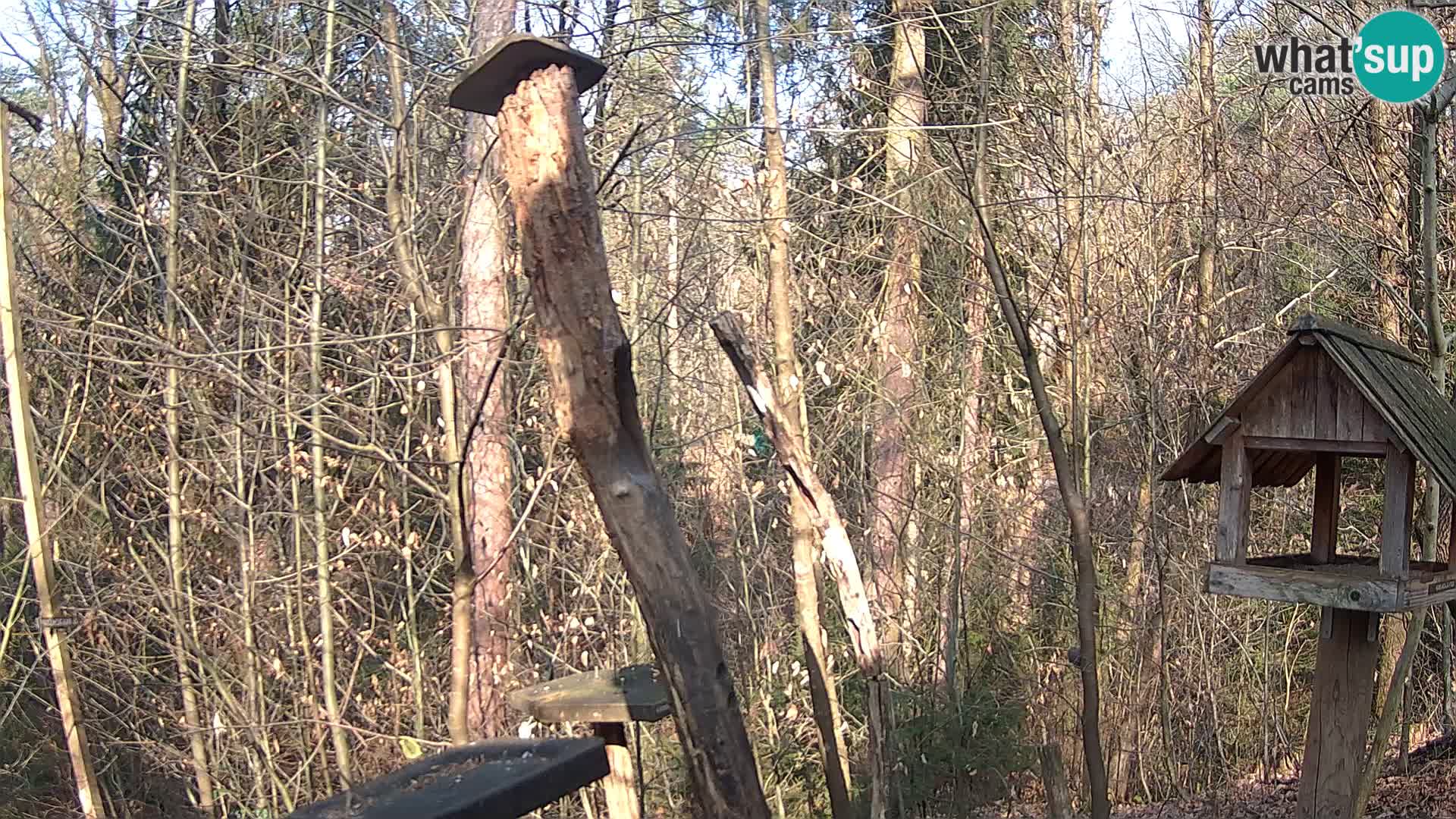 Krmilnice za ptiče v ZOO Ljubljana spletna kamera