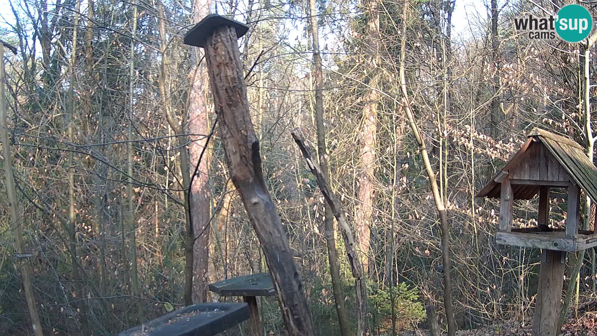 Comederos para pájaros en ZOO Ljubljana camera en vivo