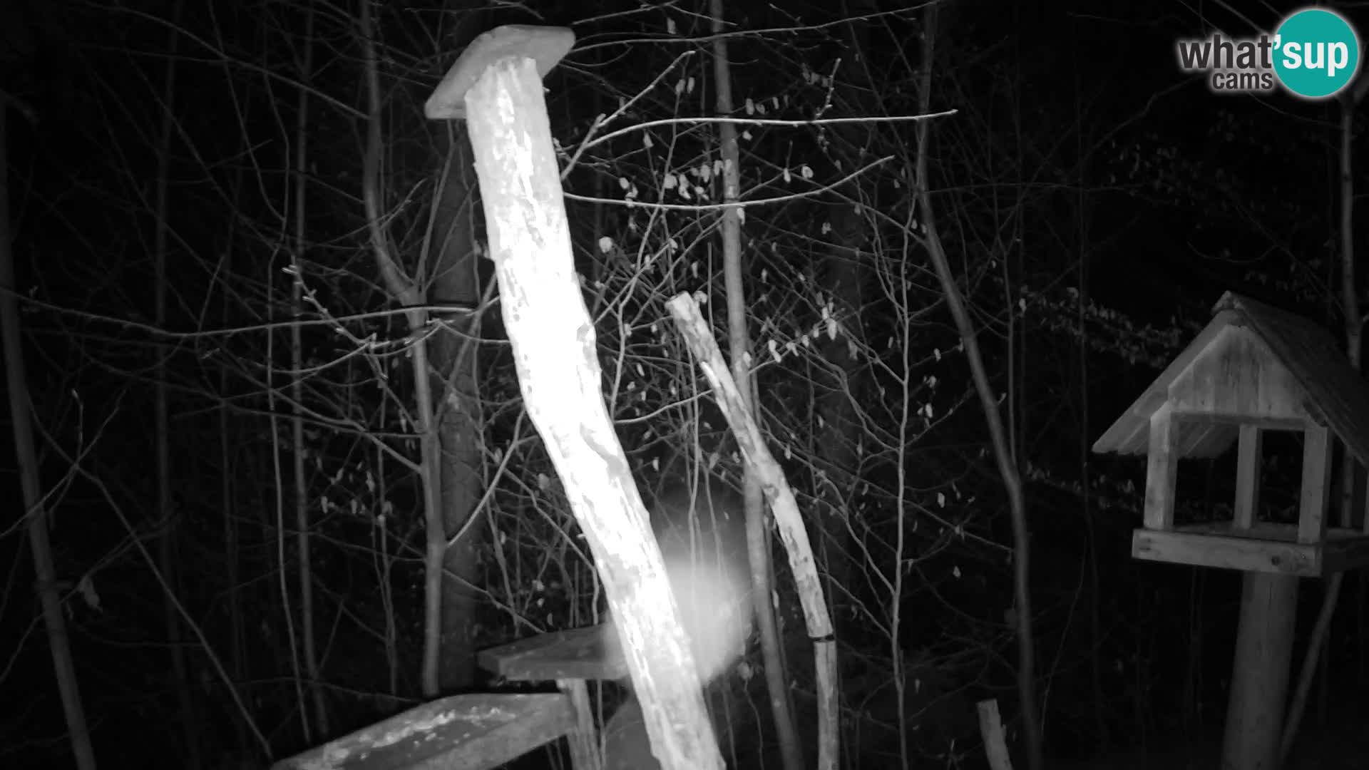 Bird feeders at ZOO Ljubljana webcam