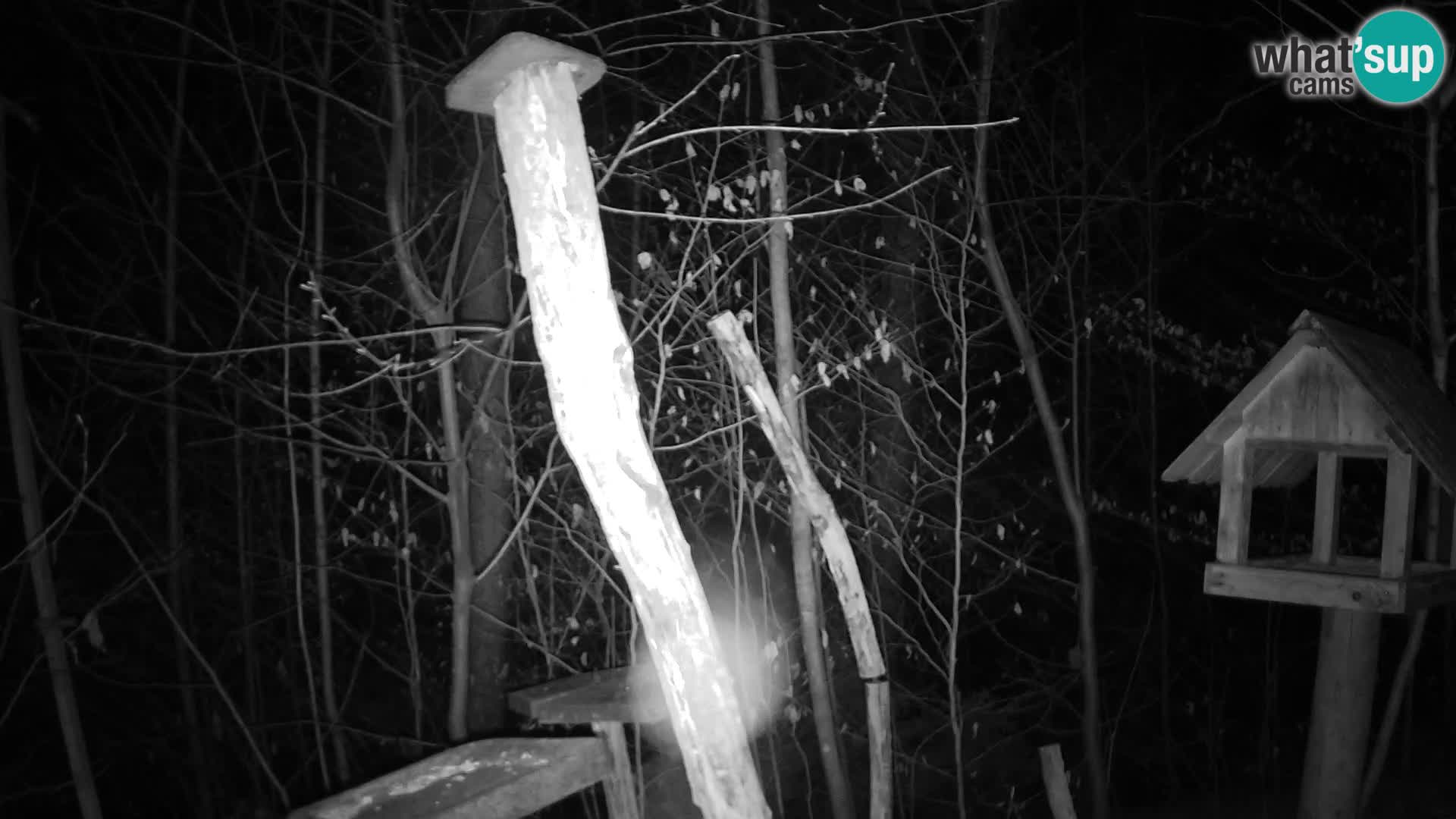 Mangiatoie per uccelli allo ZOO di Lubiana livecam