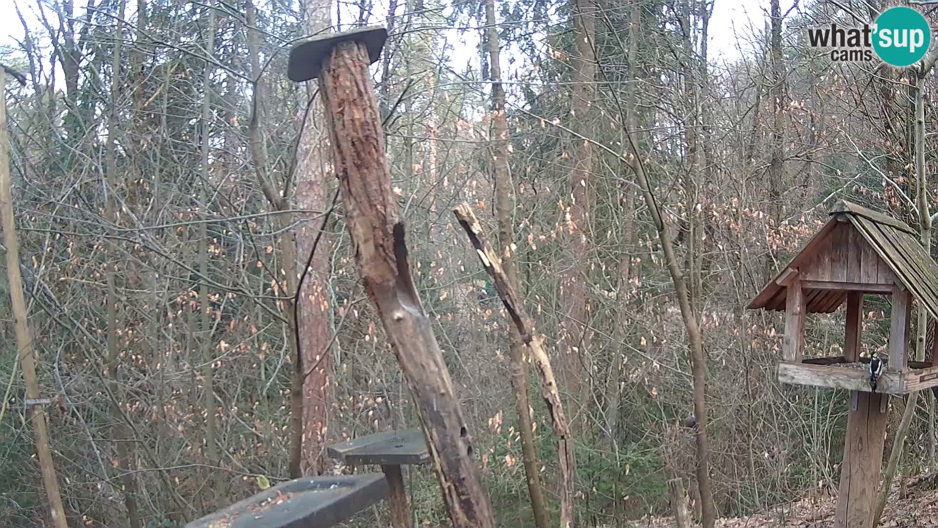 Vogelfutterhäuschen im ZOO webcam Ljubljana