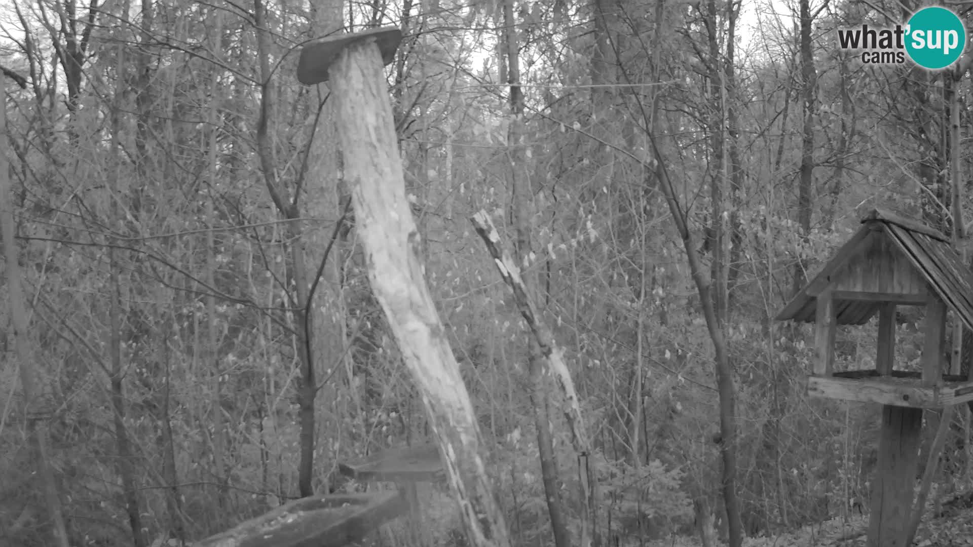 Hranilice za ptice u ZOO web kamera Ljubljana