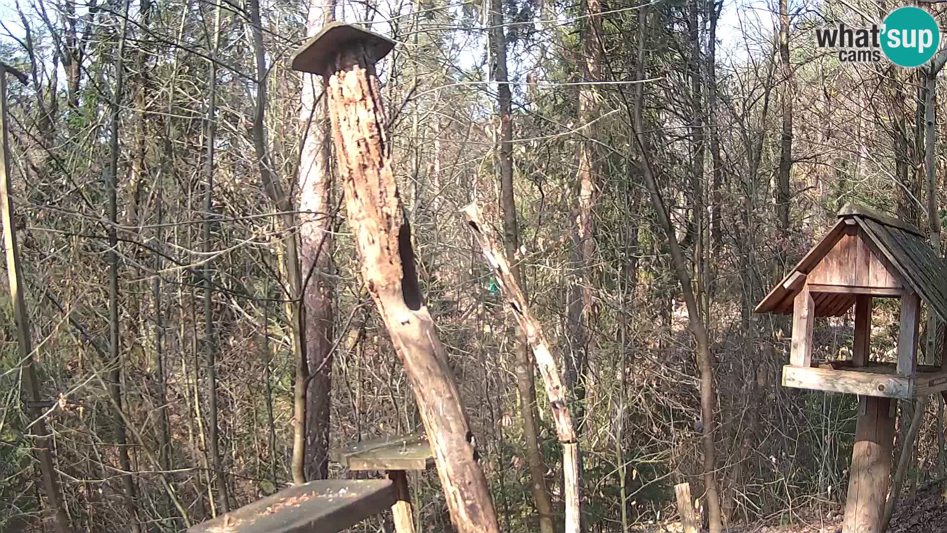 Vogelfutterhäuschen im ZOO webcam Ljubljana